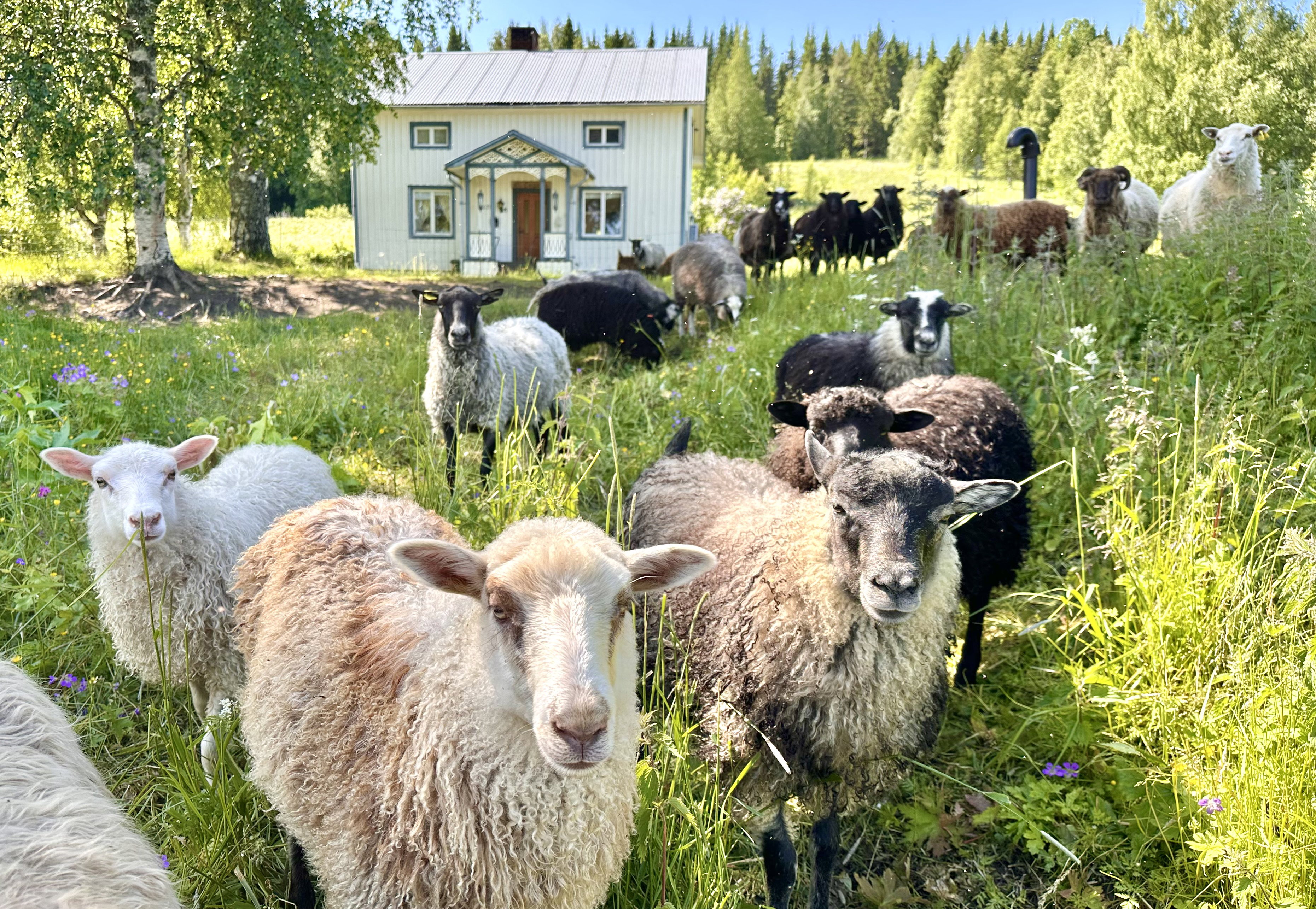 Natuurhuisje in Strömsund