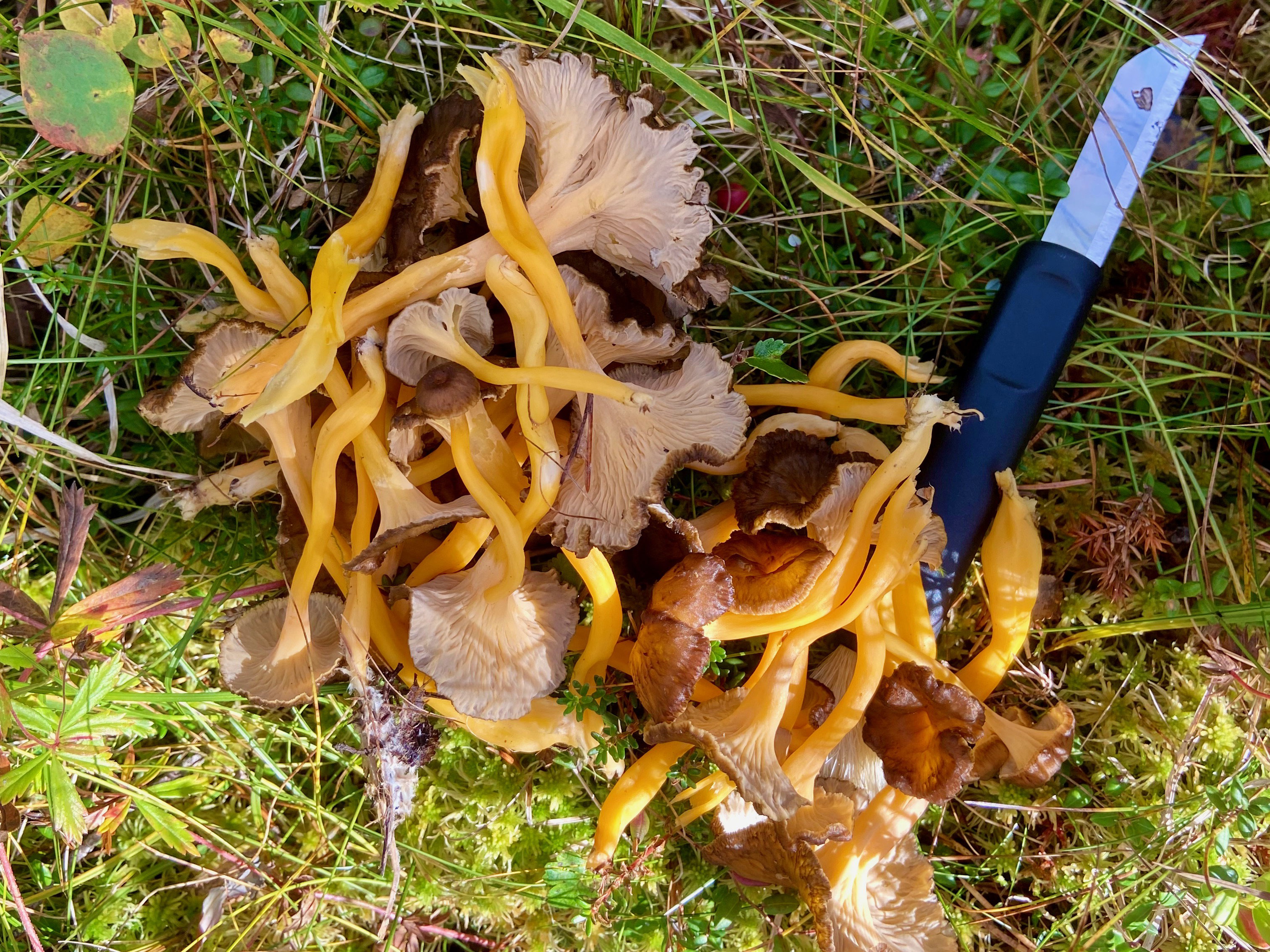 - image: 41