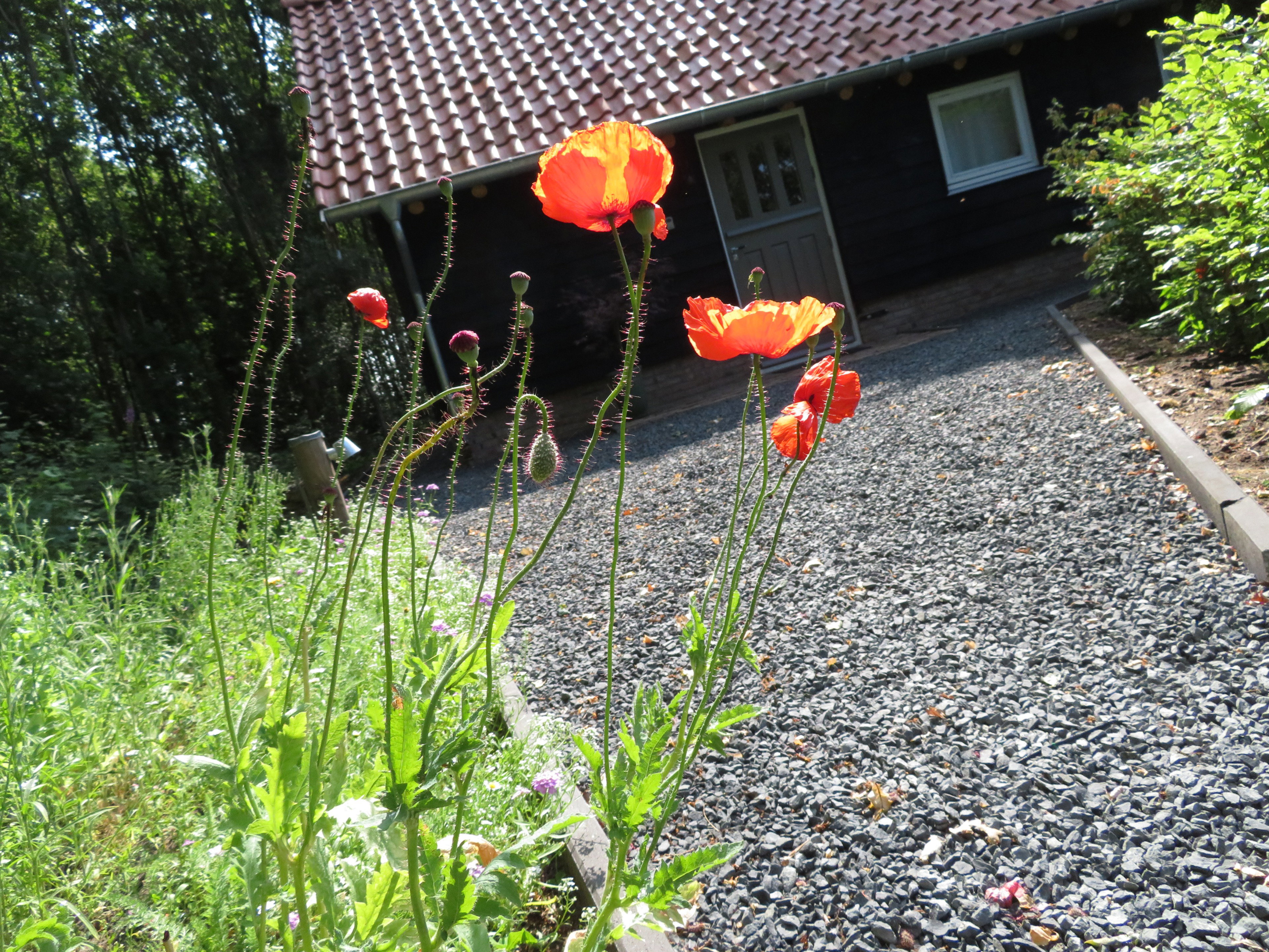 Natuurhuisje in Haulerwijk