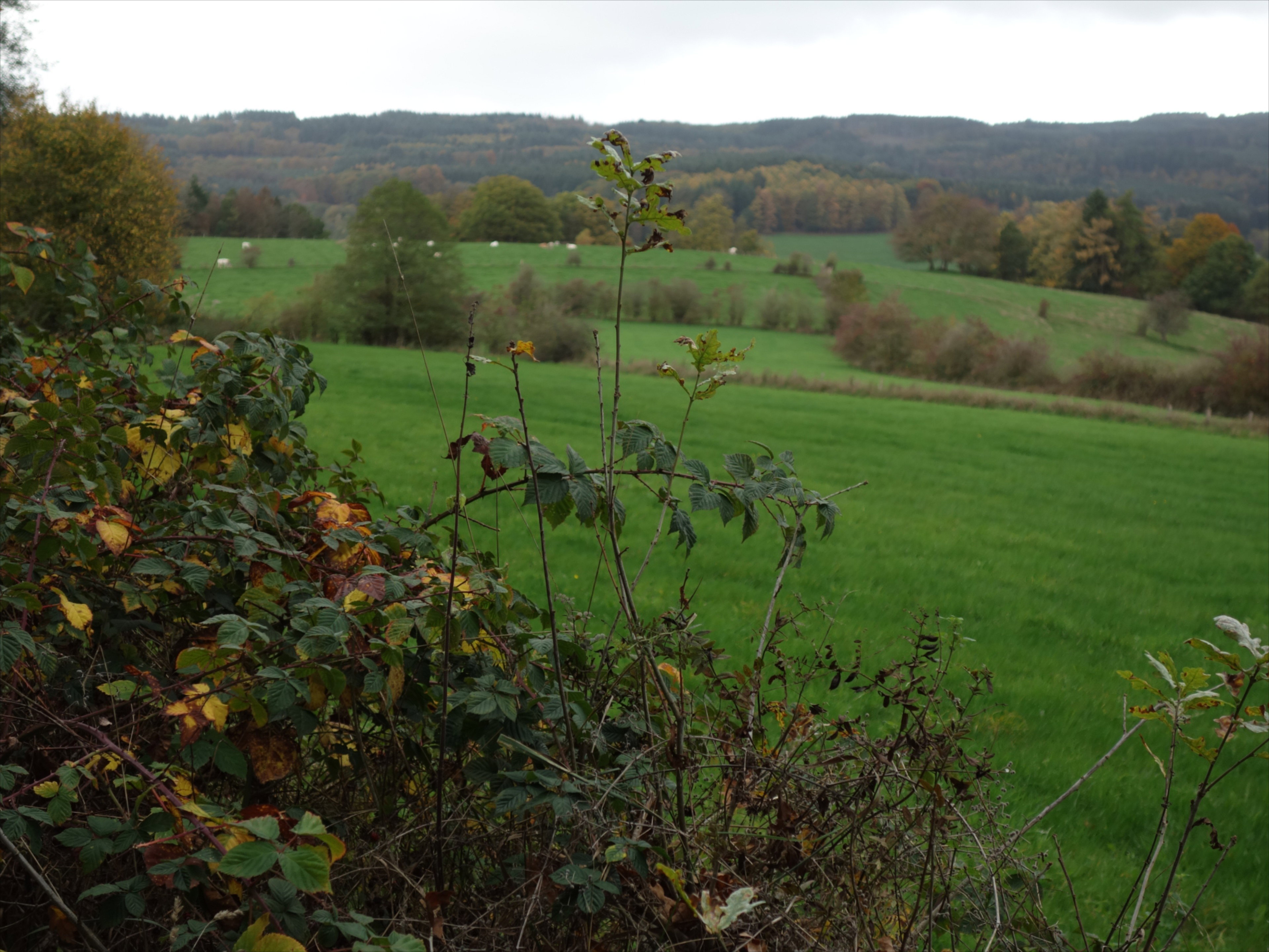 Natuurhuisje in Grand-Halleux