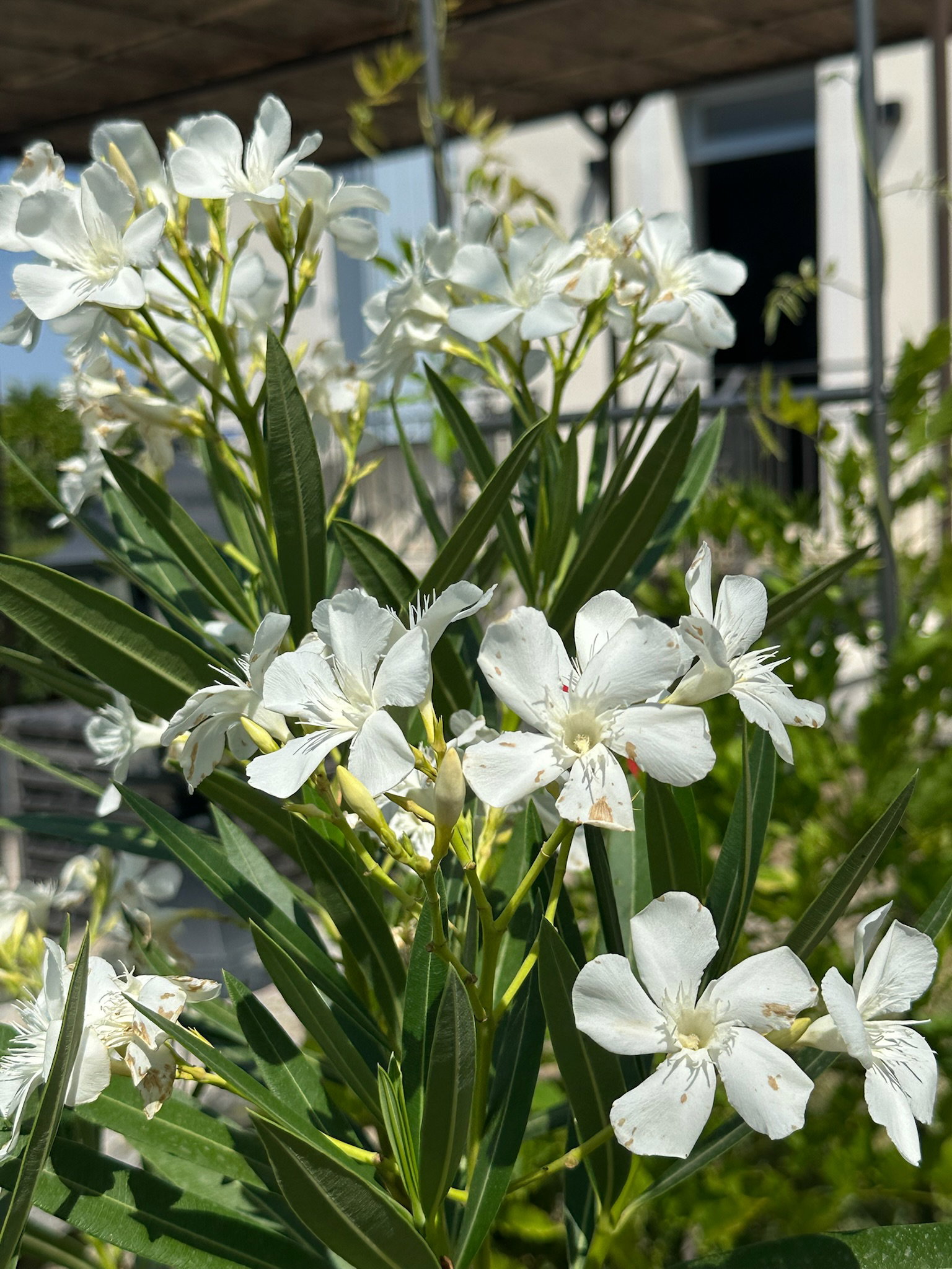 Natuurhuisje in Tresques