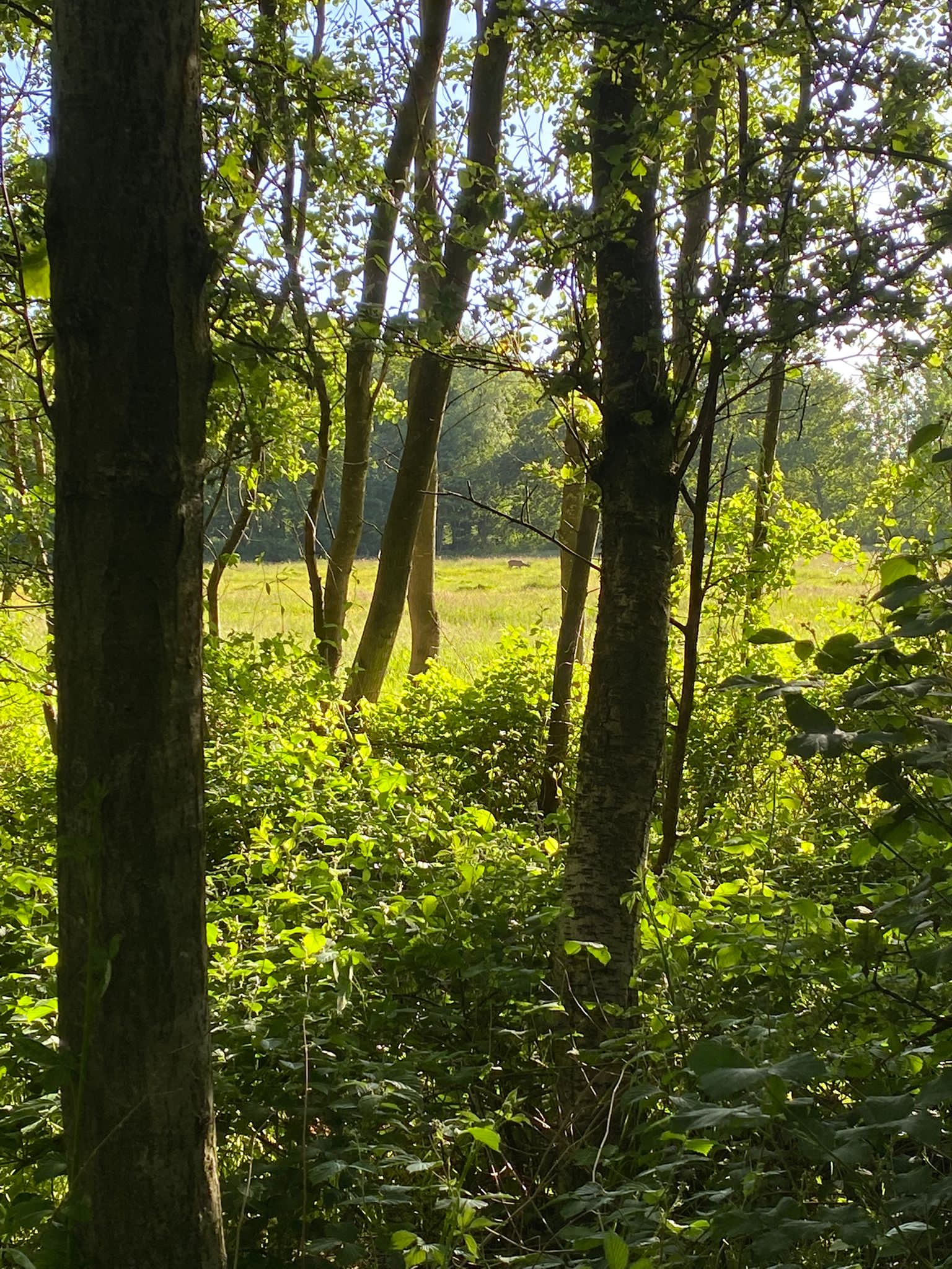 Natuurhuisje in Kollumerzwaag