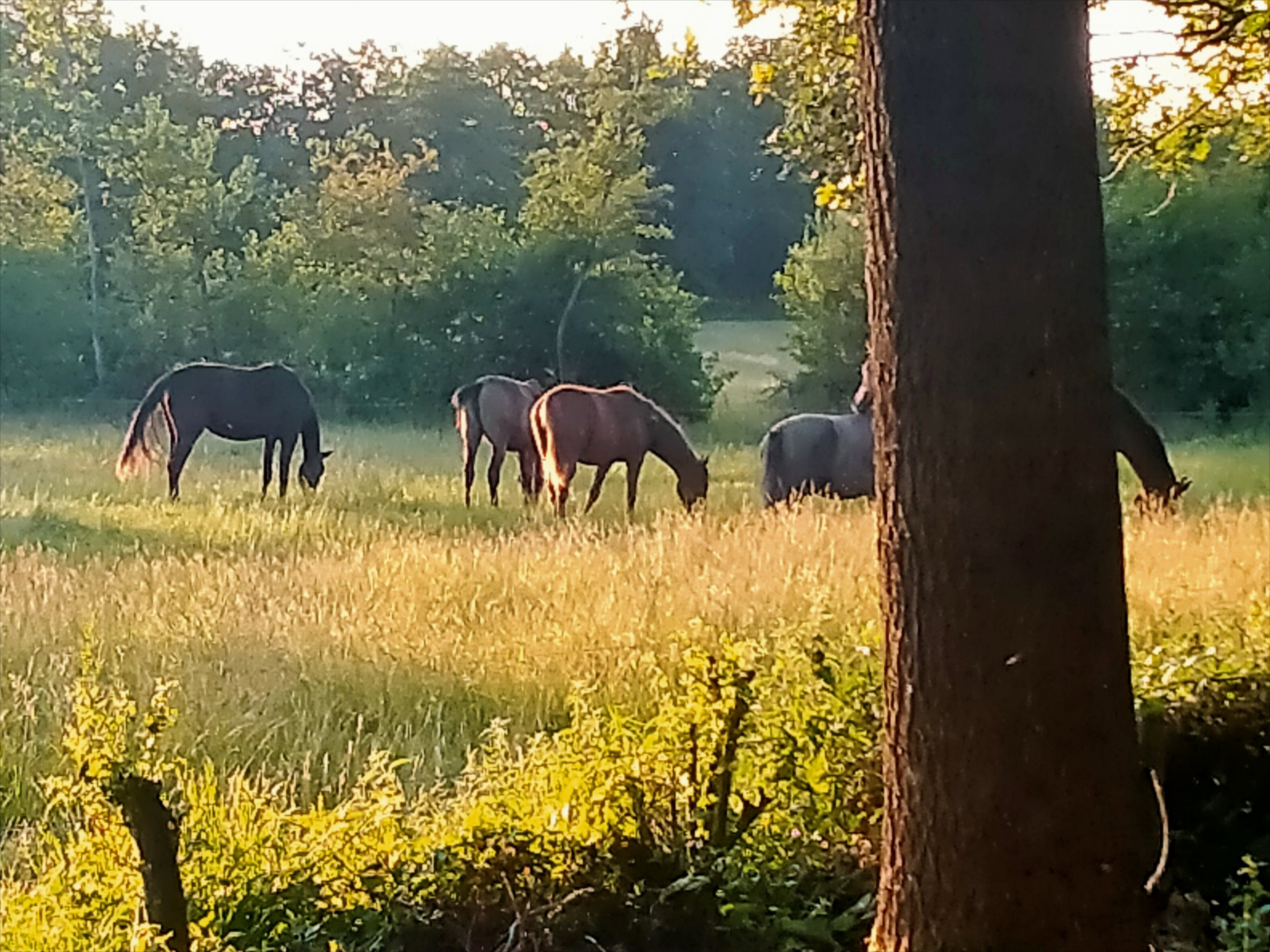 Natuurhuisje in Kollumerzwaag