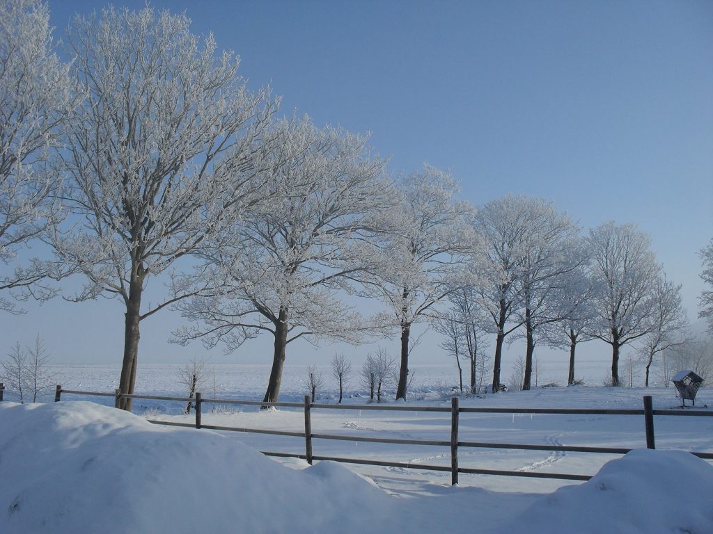 - image: 11