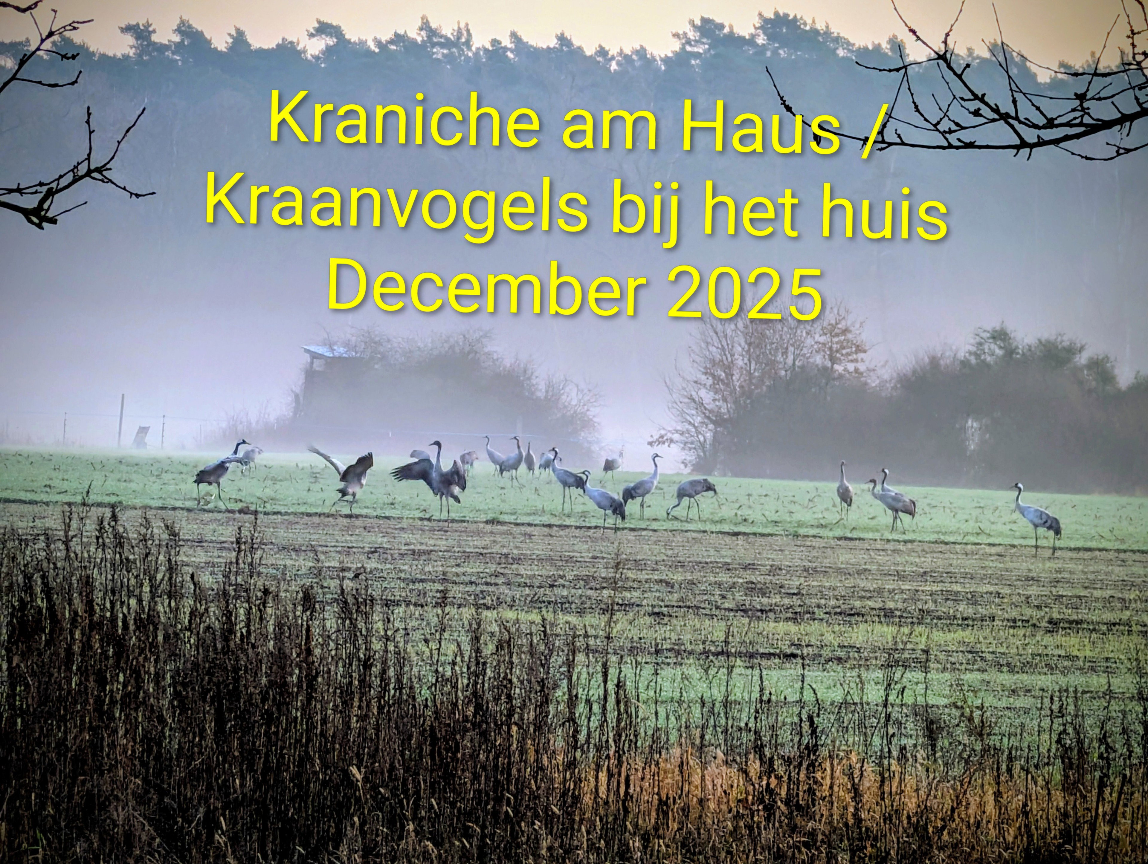 - image: 51