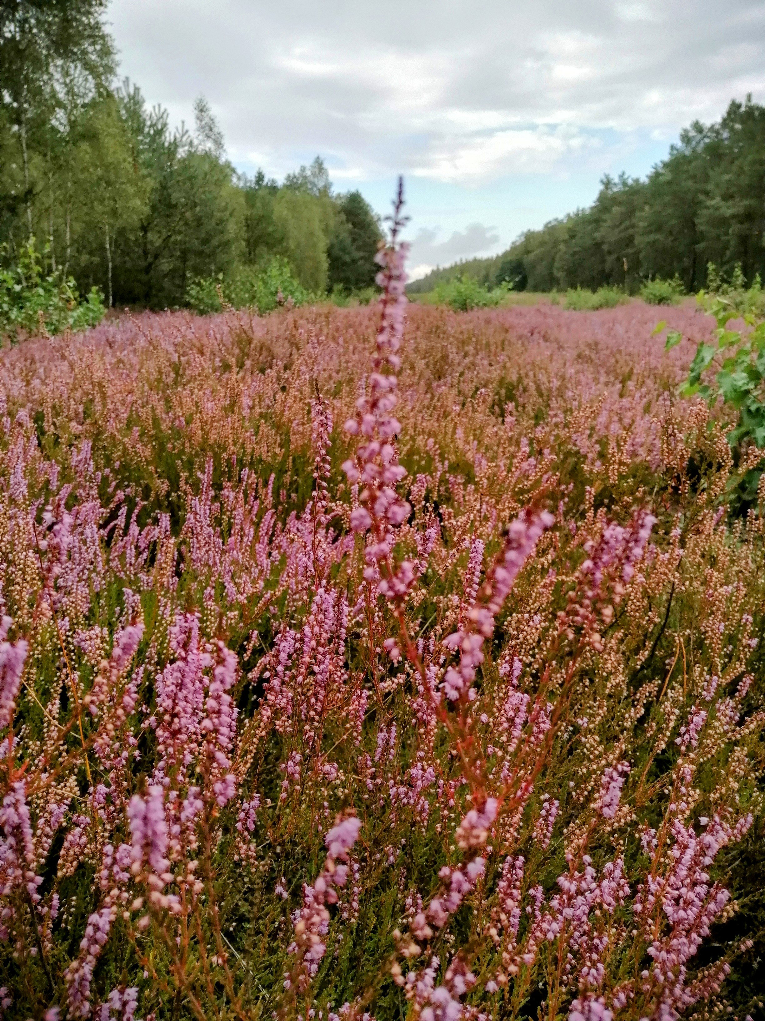 - image: 45
