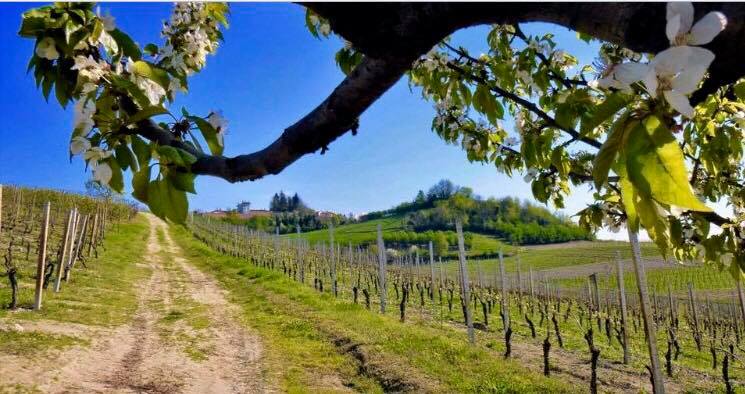 Casa nella natura a Costigliole d´Asti, Frazione Bionzo