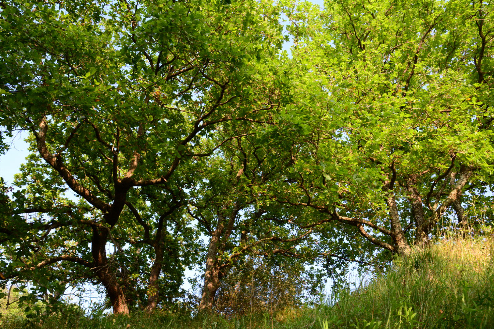 Natuurhuisje in Ortaffa