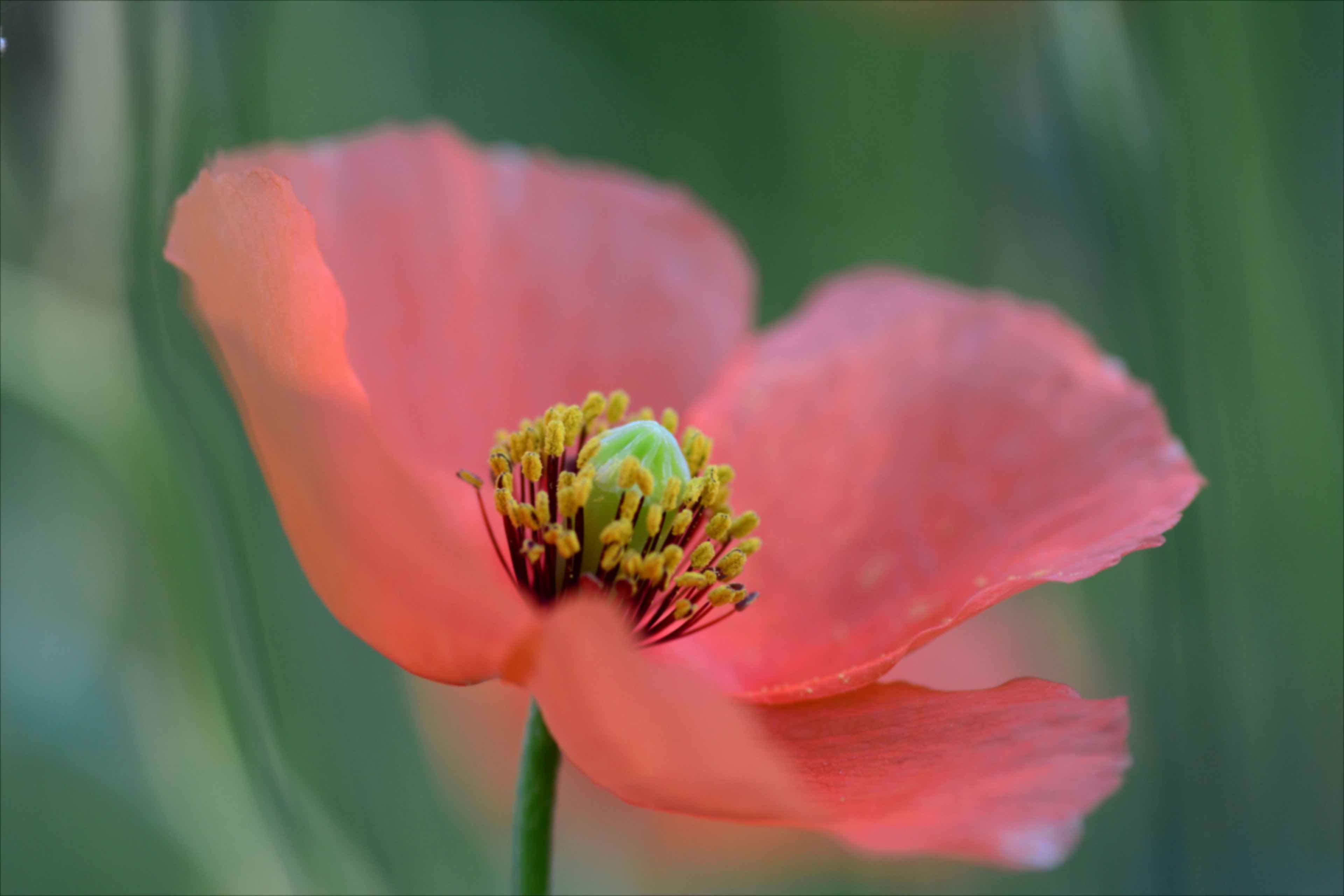 - image: 11