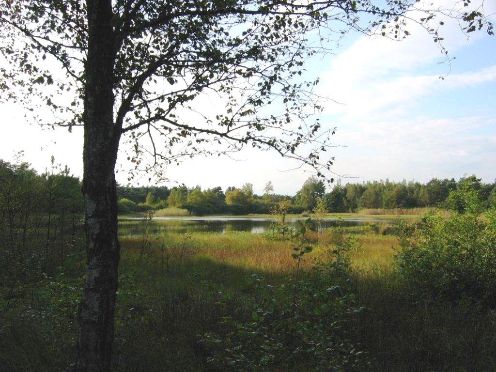 - image: 41