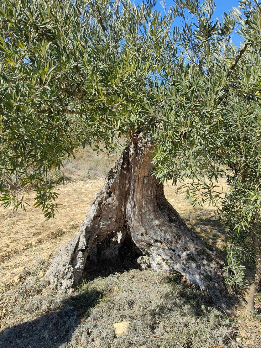 - image: 27