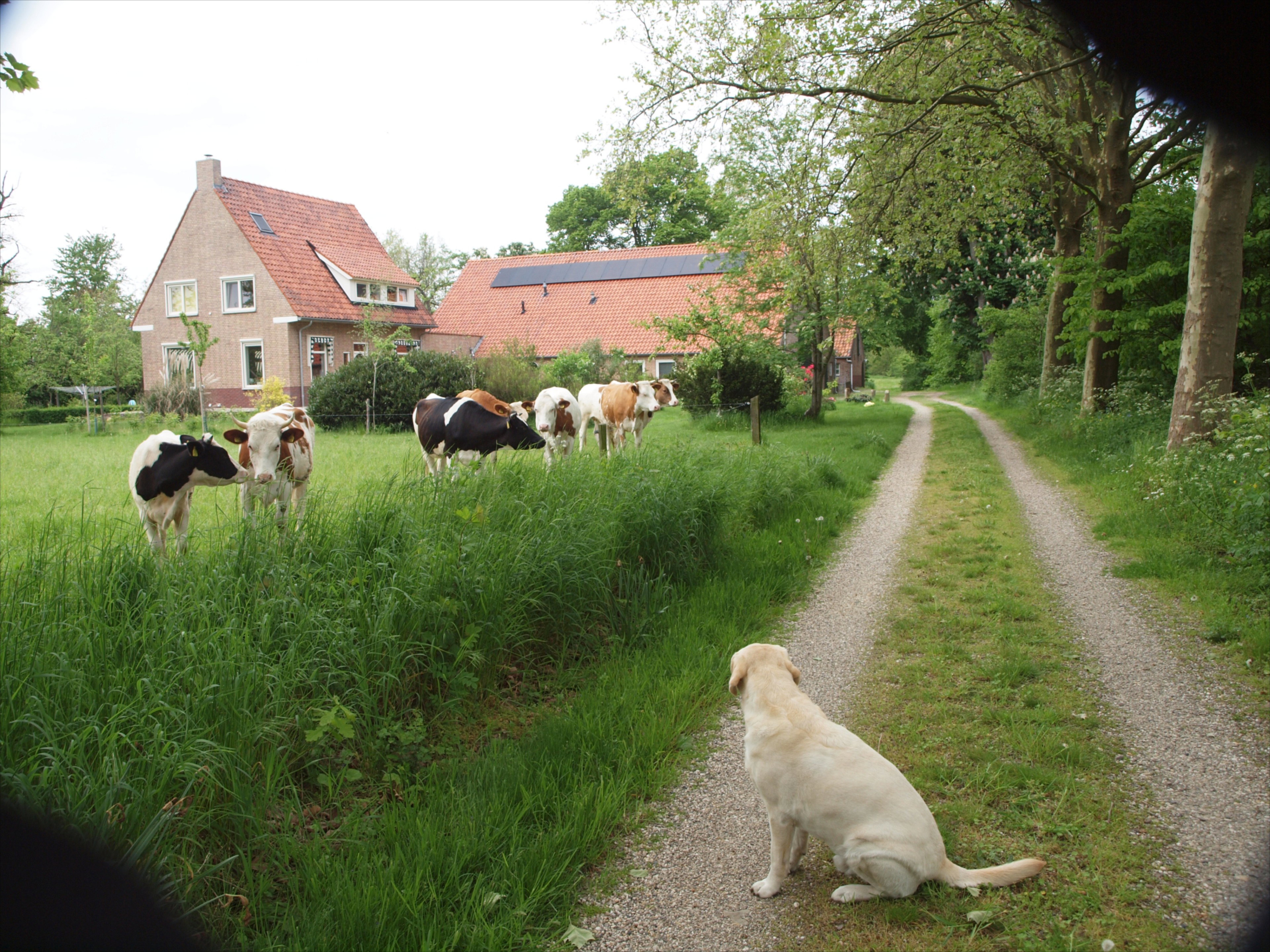 Naturhäuschen in Breedenbroek