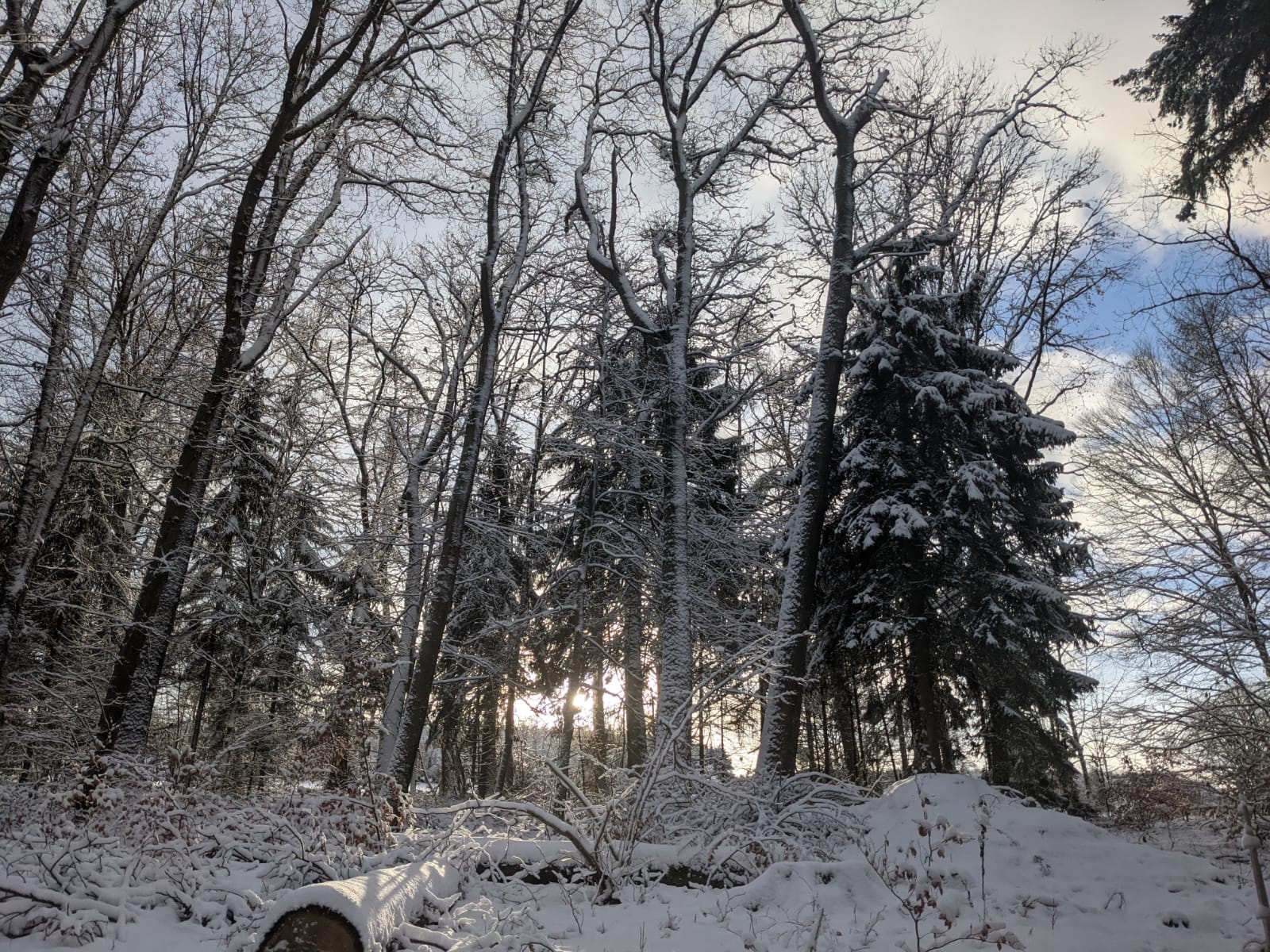 Maison nature à Bastogne