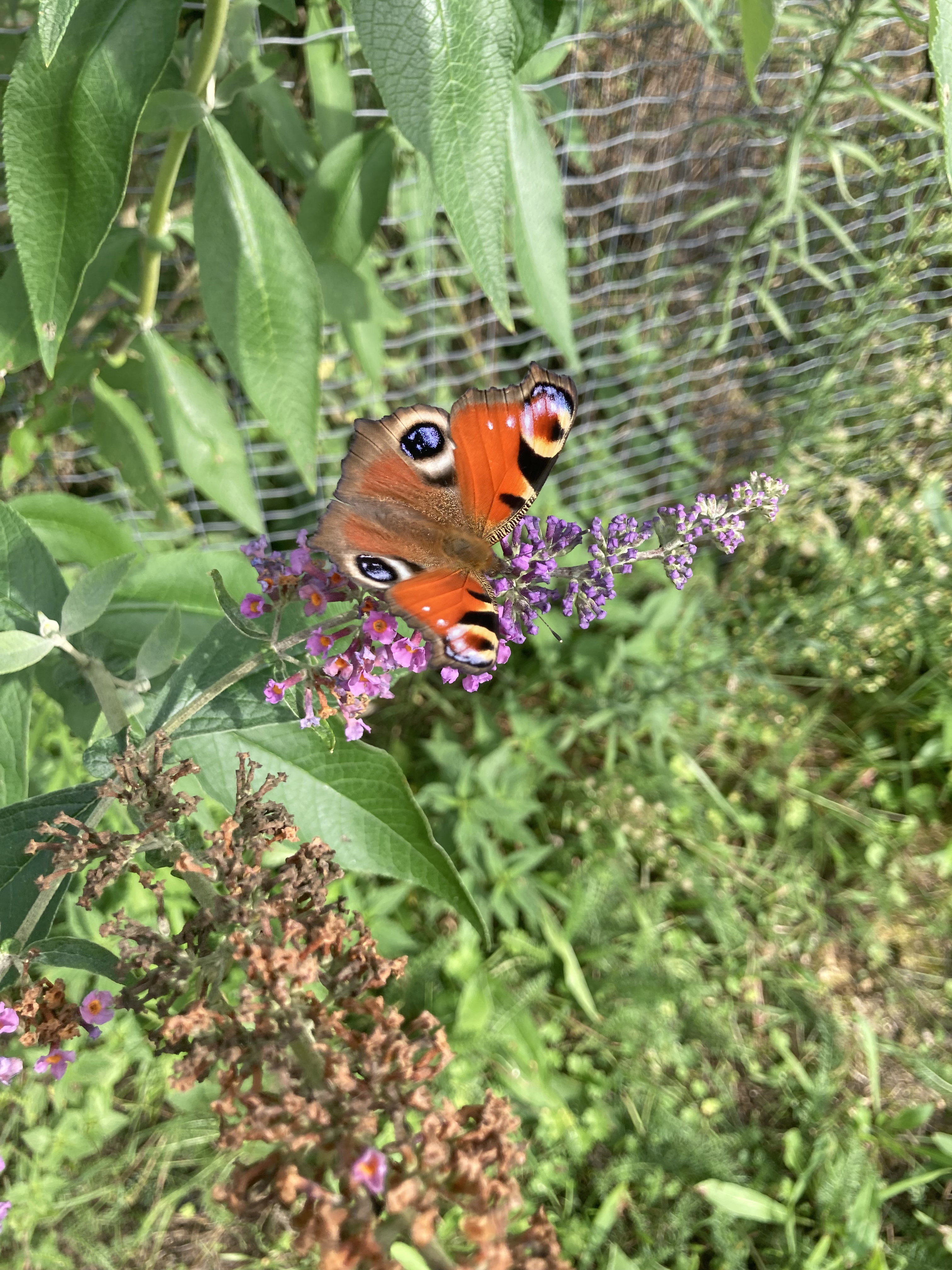 Naturhäuschen in Sint Michielsgestel