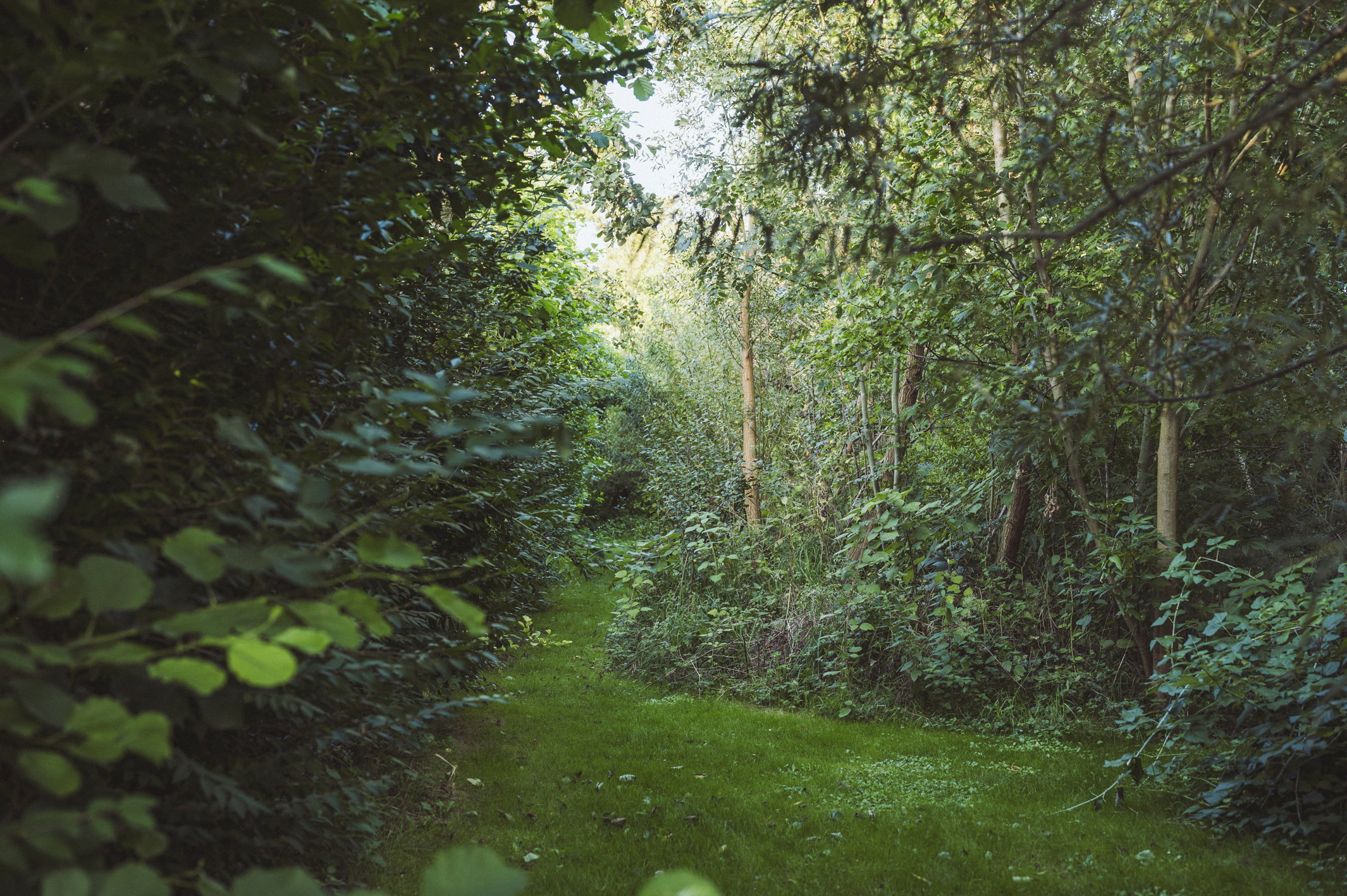 - image: 53
