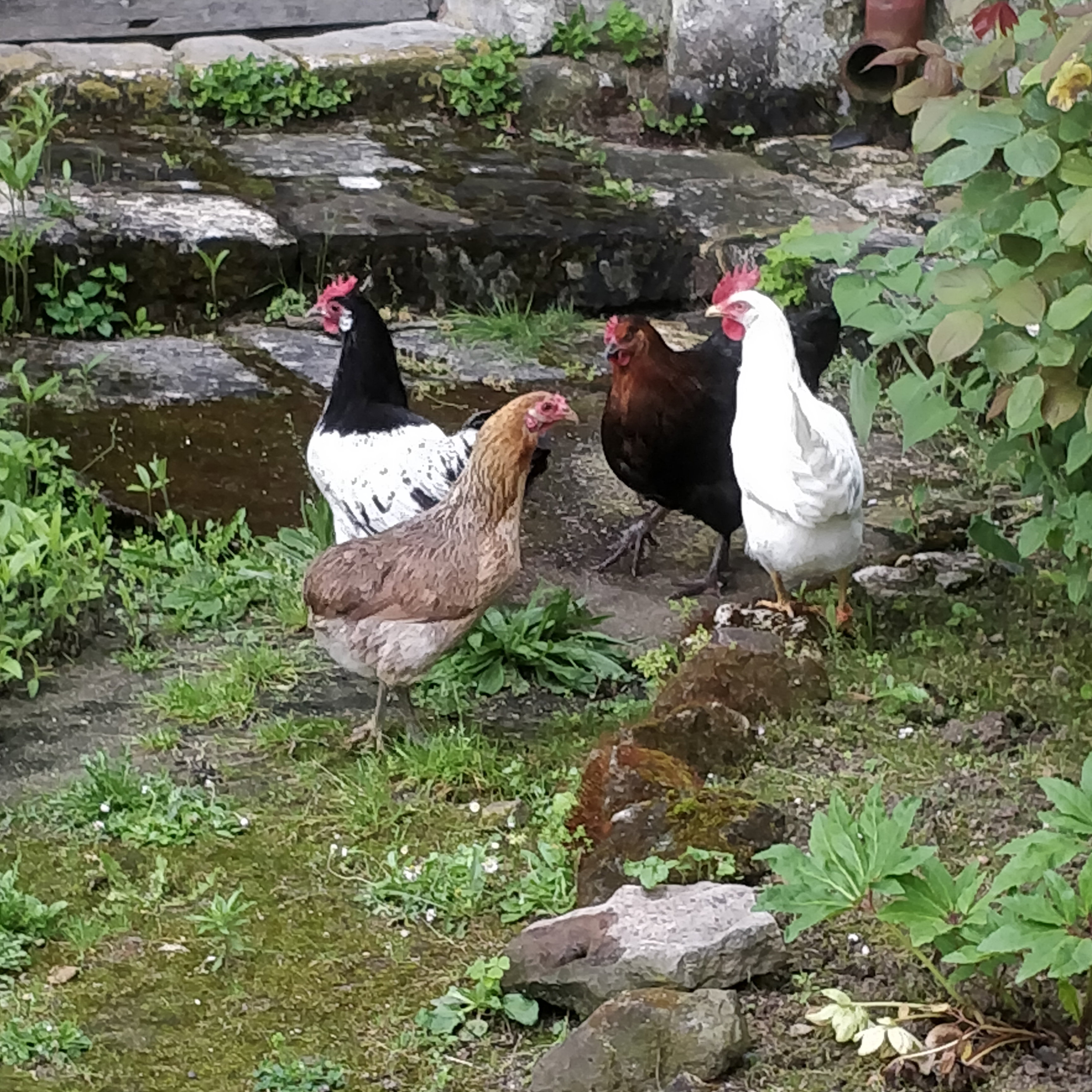 Natuurhuisje in CIZAY LA MADELEINE