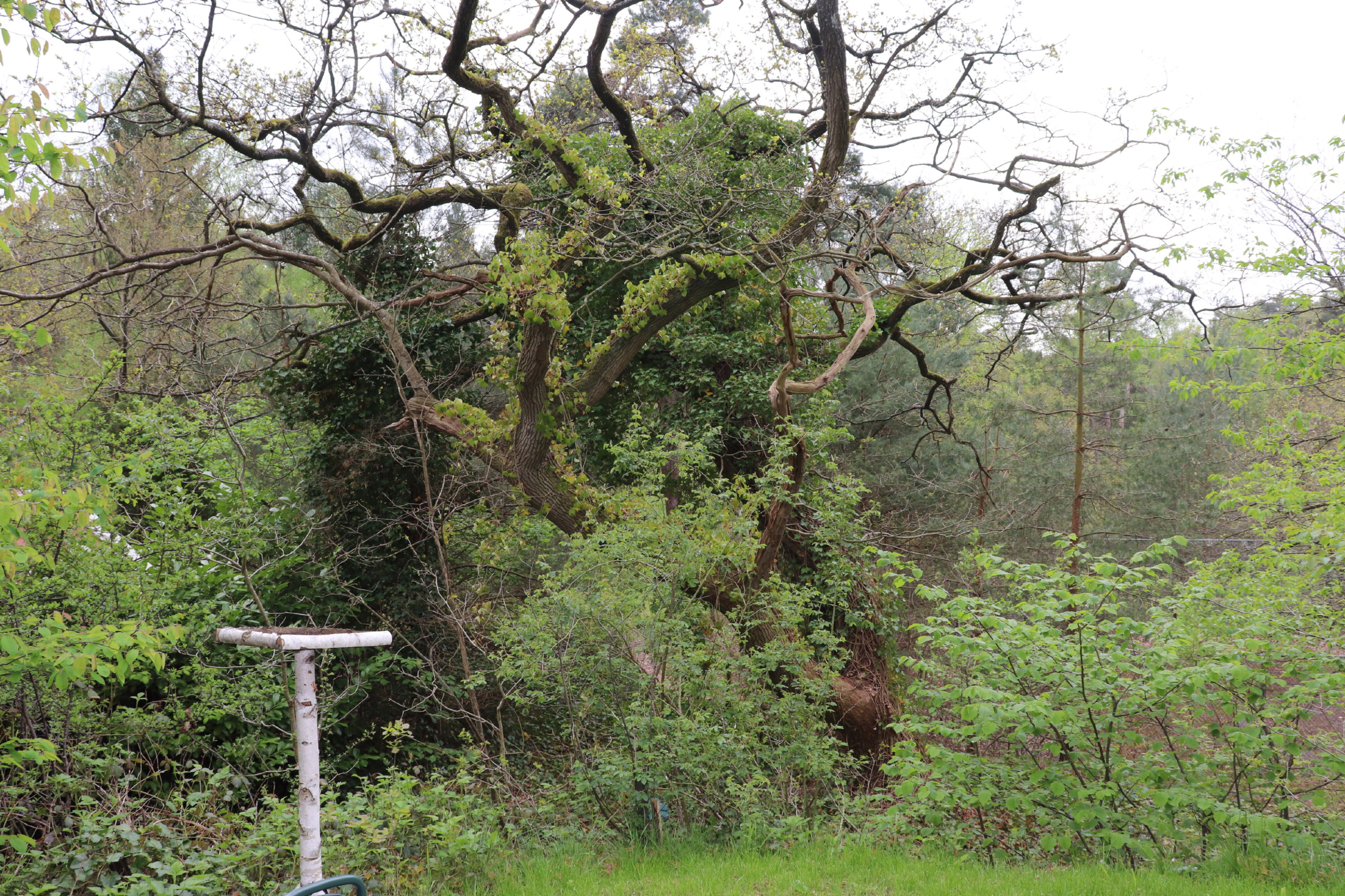 Natuurhuisje in IJhorst
