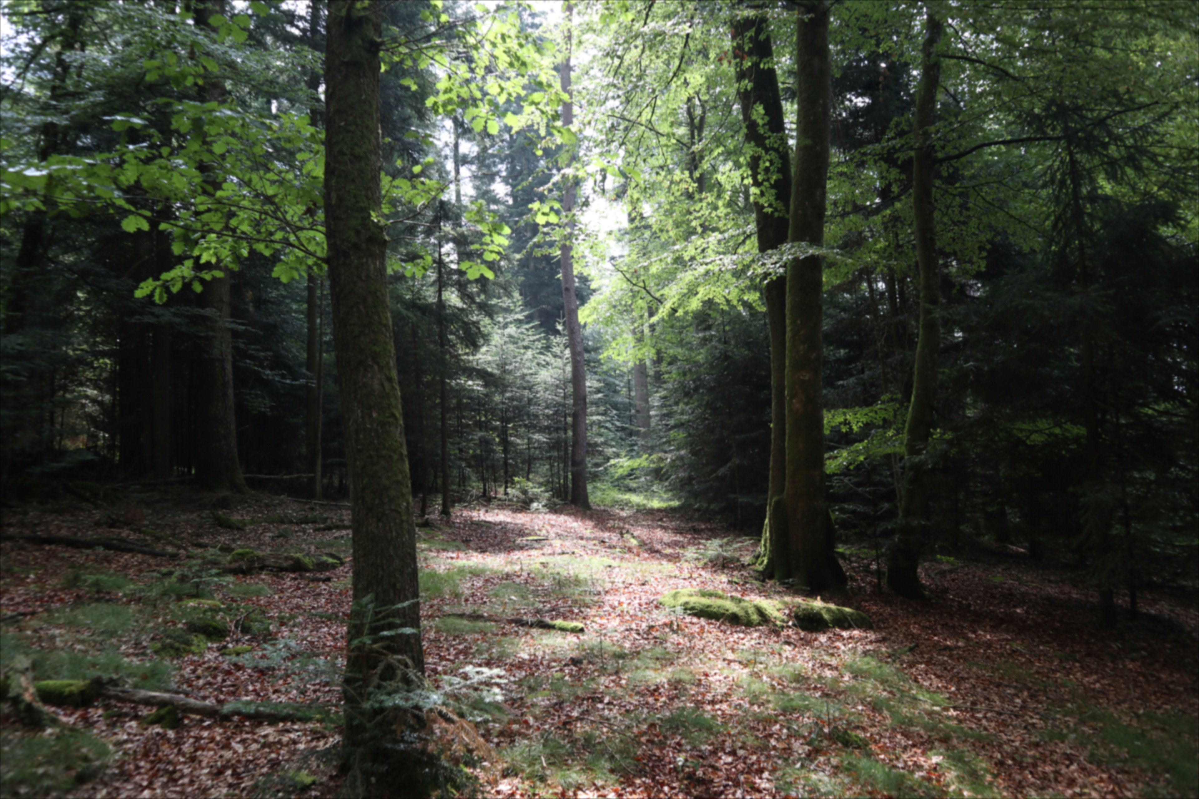 Natuurhuisje in Grandrupt de Bains