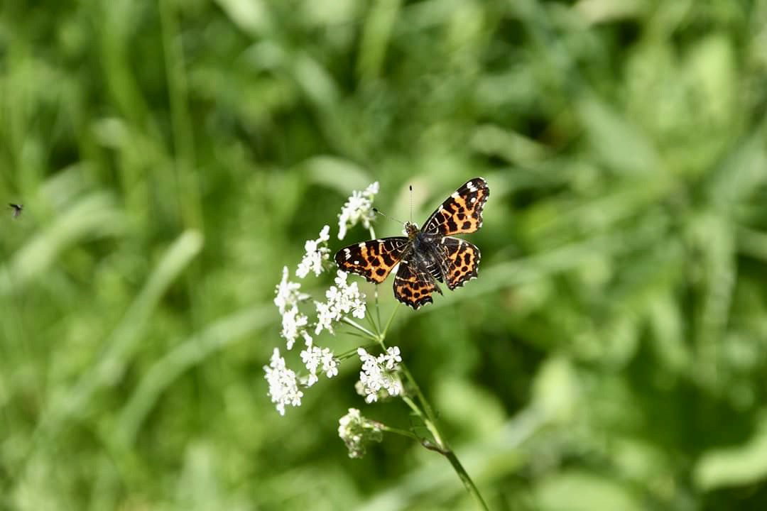 Naturhäuschen in Herscheid