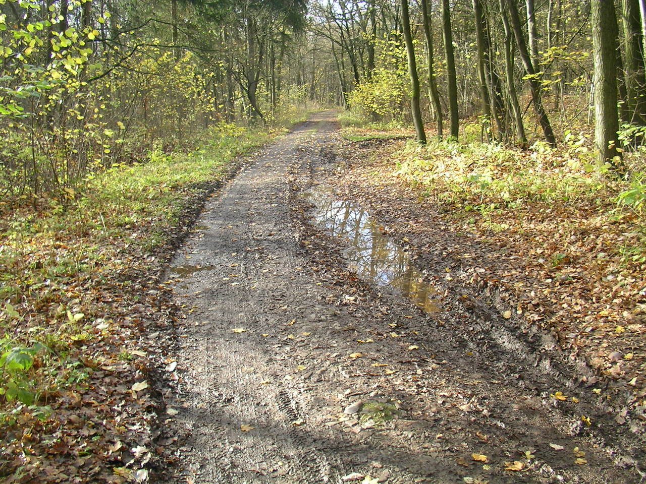 - image: 29