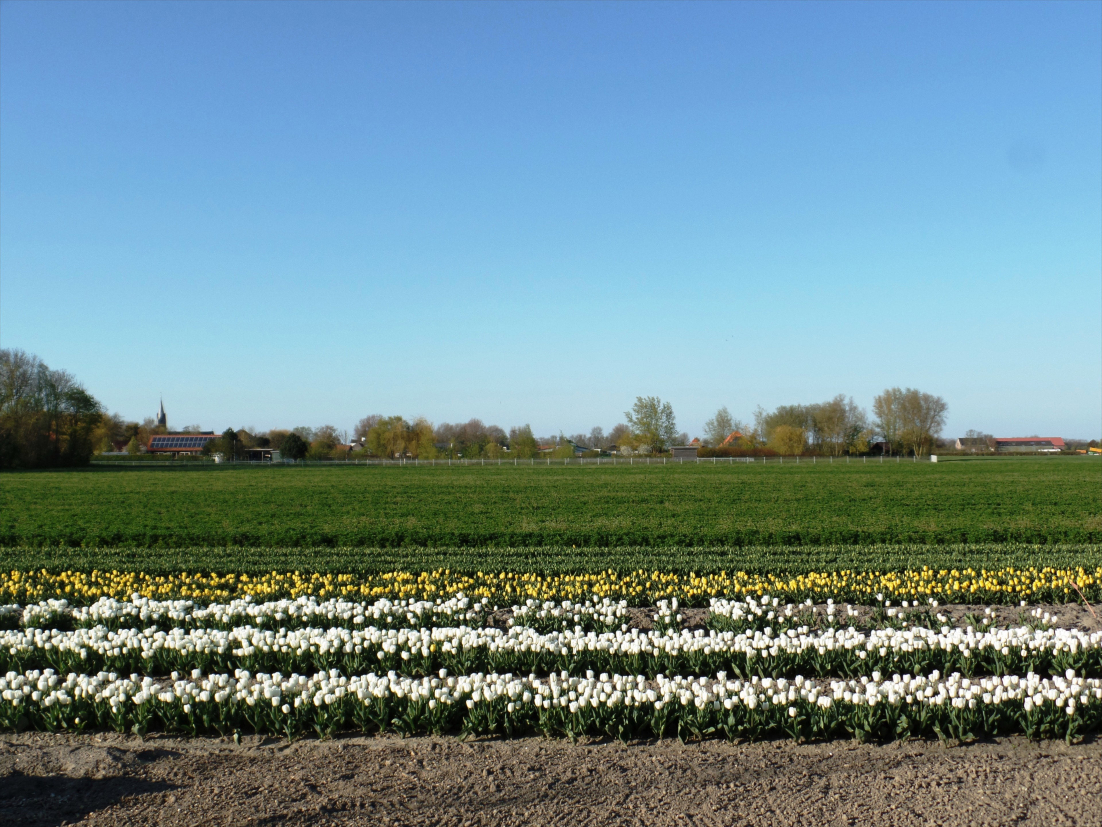 - image: 11