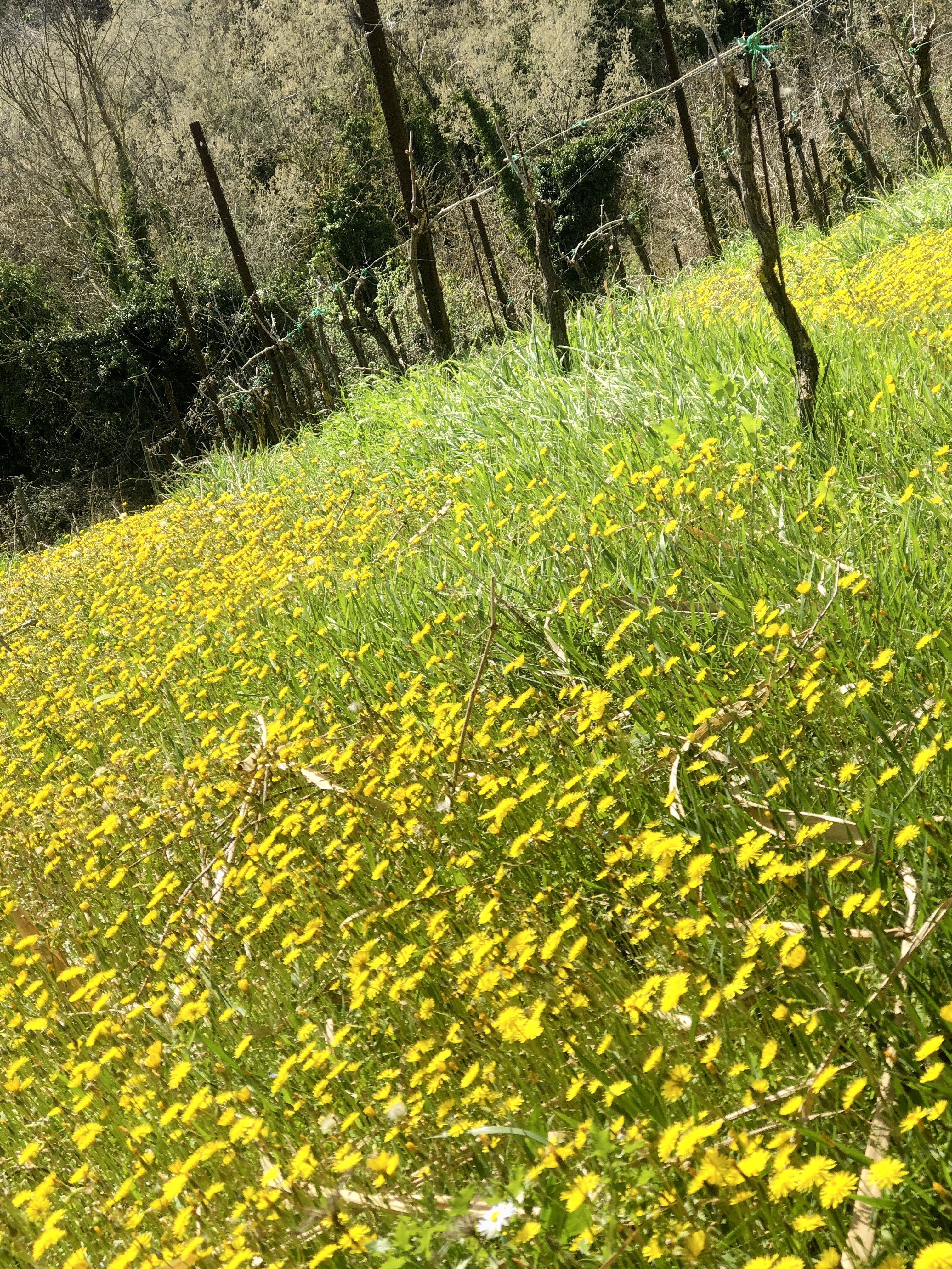 Casa nella natura a Petritoli