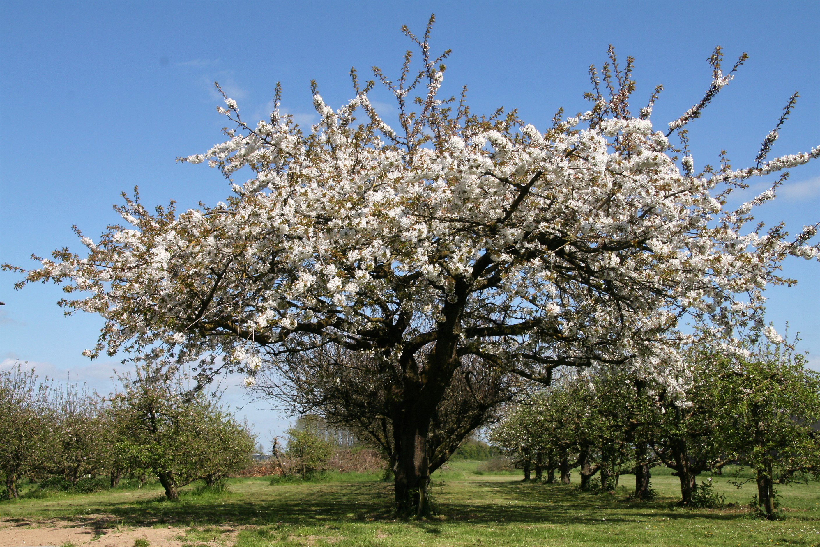- image: 25