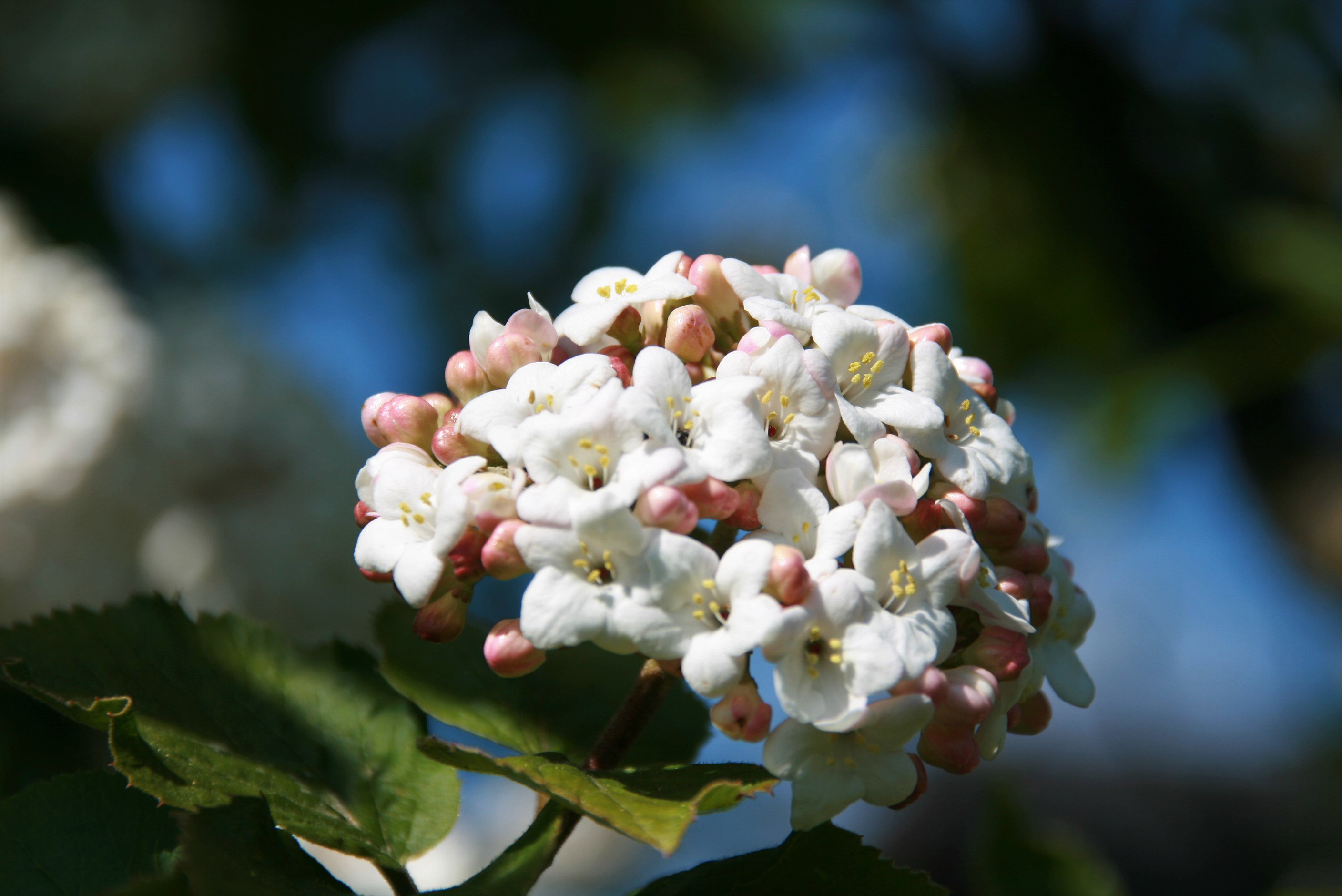 - image: 24