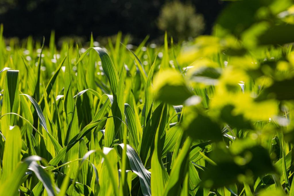Natuurhuisje in Beernem
