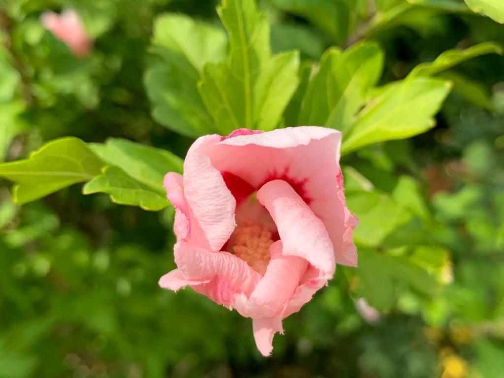 - image: 11