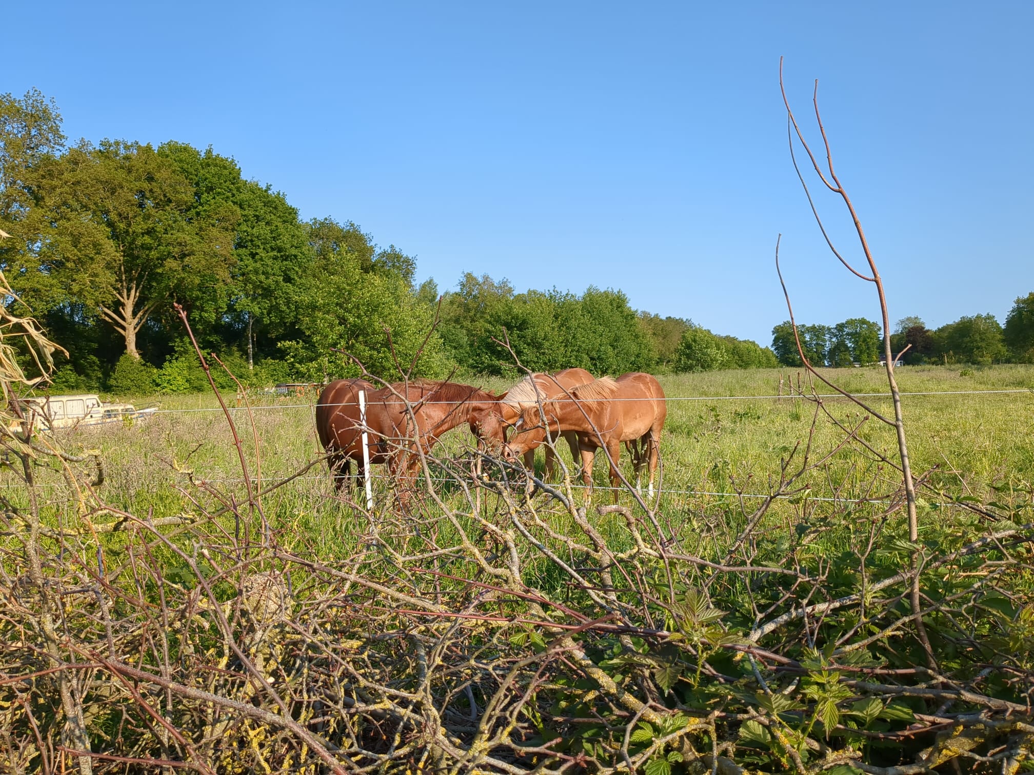 Maison nature à Heerenveen