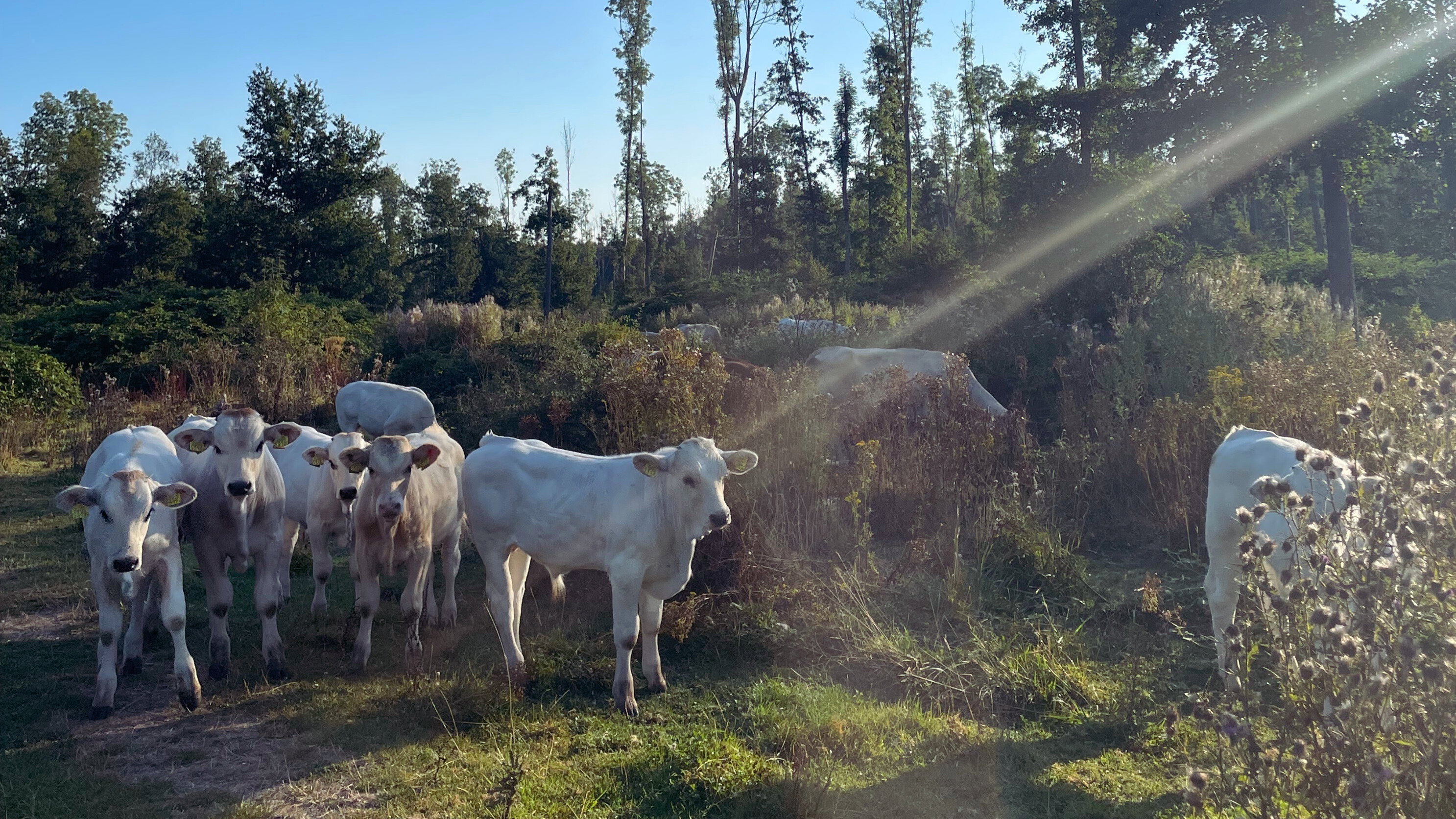 Naturhäuschen in Zeewolde