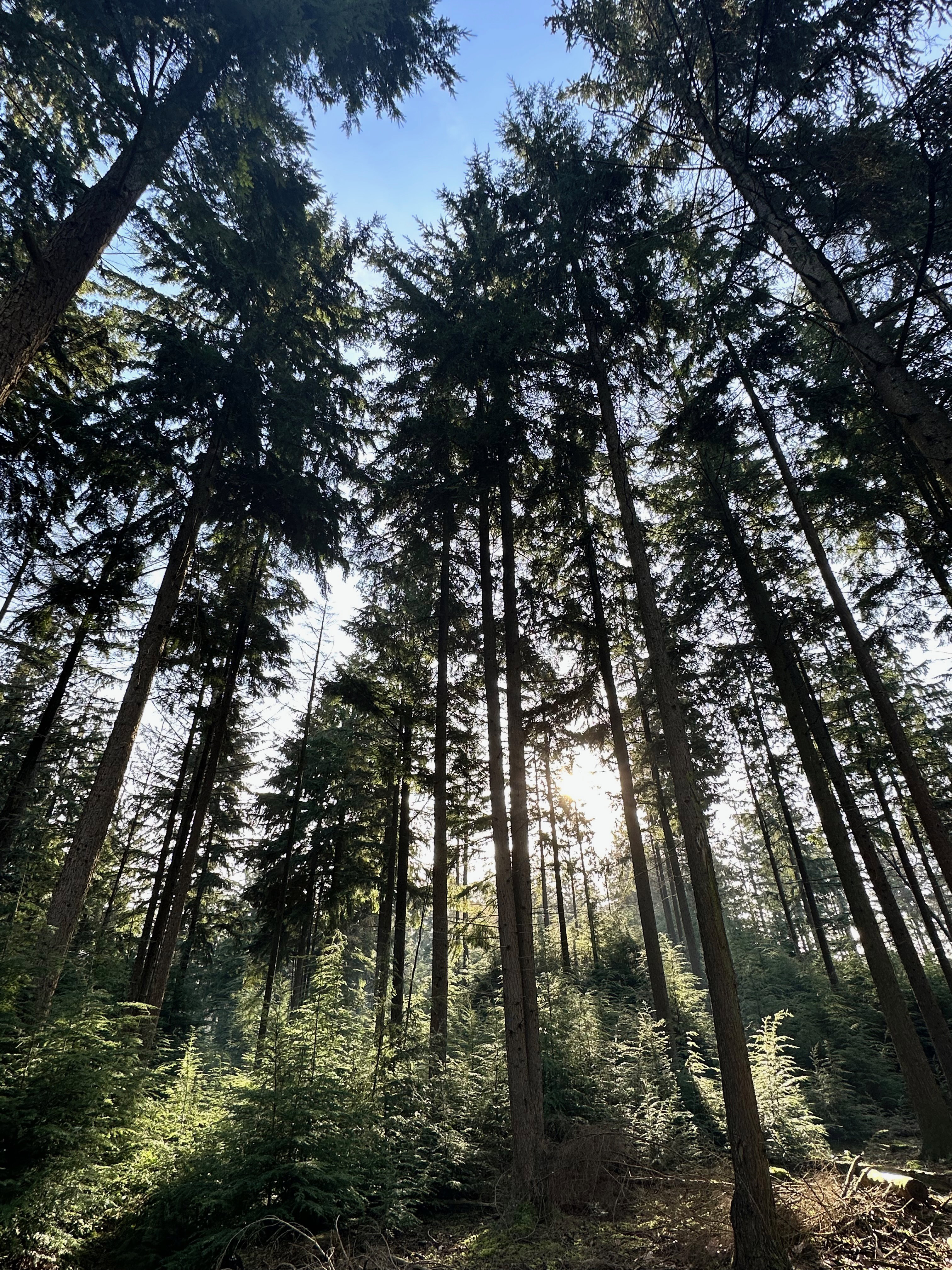 Naturhäuschen in Nunspeet