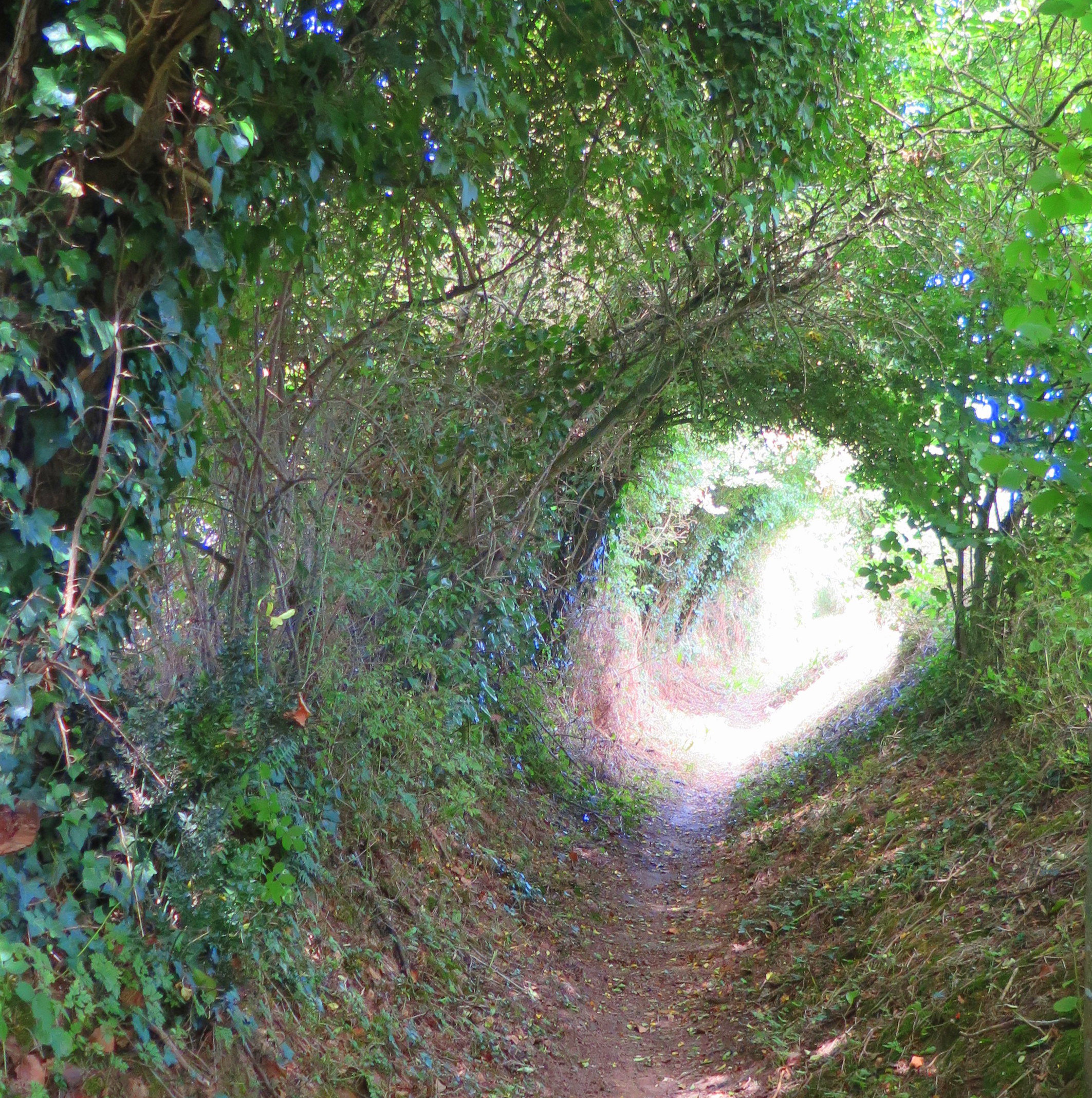 - image: 12