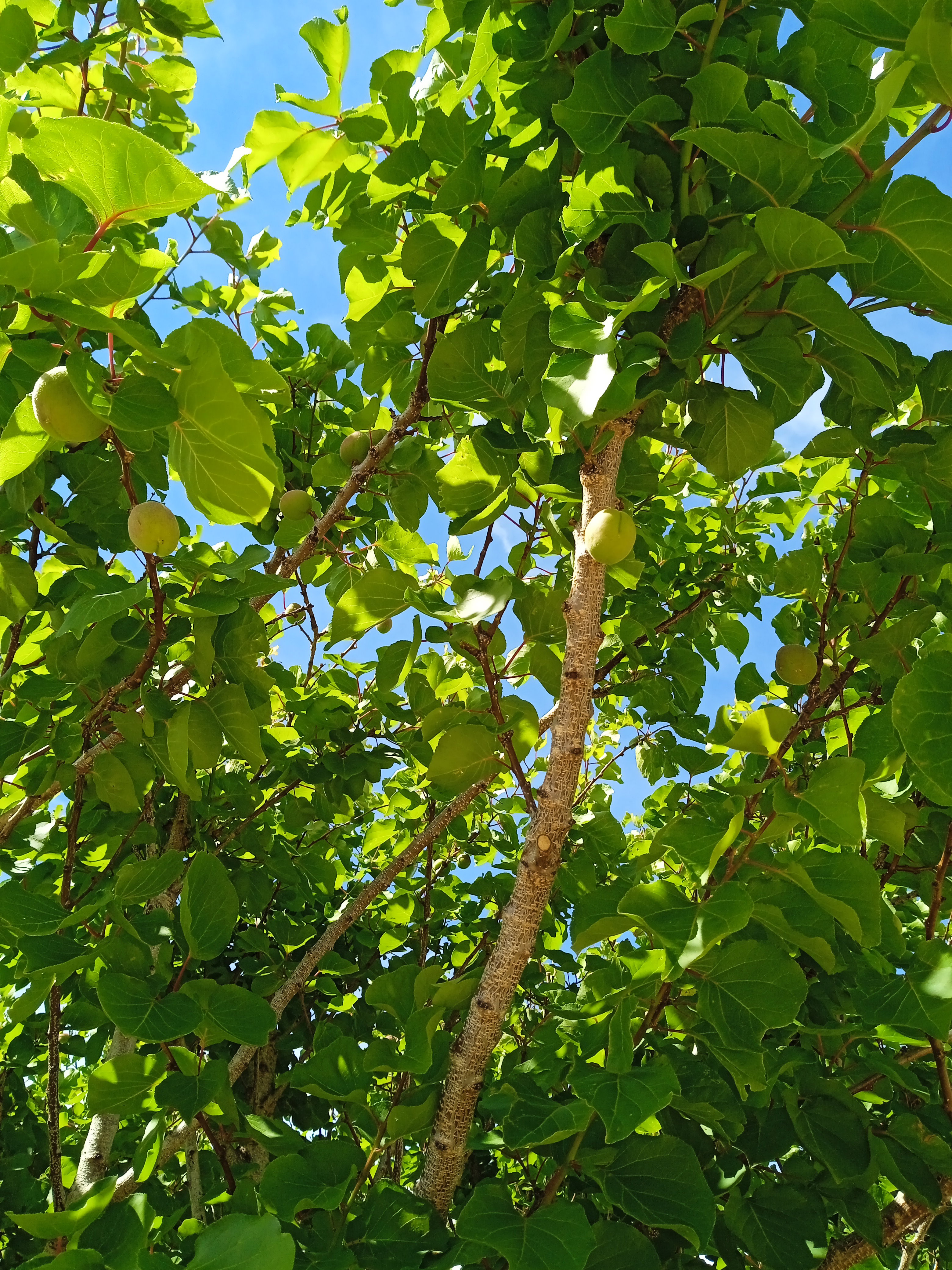 Naturhäuschen in L'Ampolla