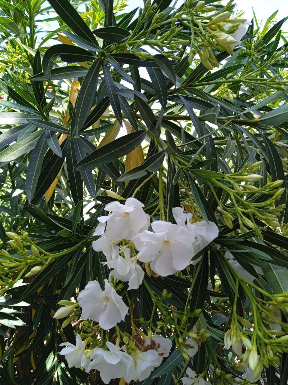 Naturhäuschen in L'Ampolla