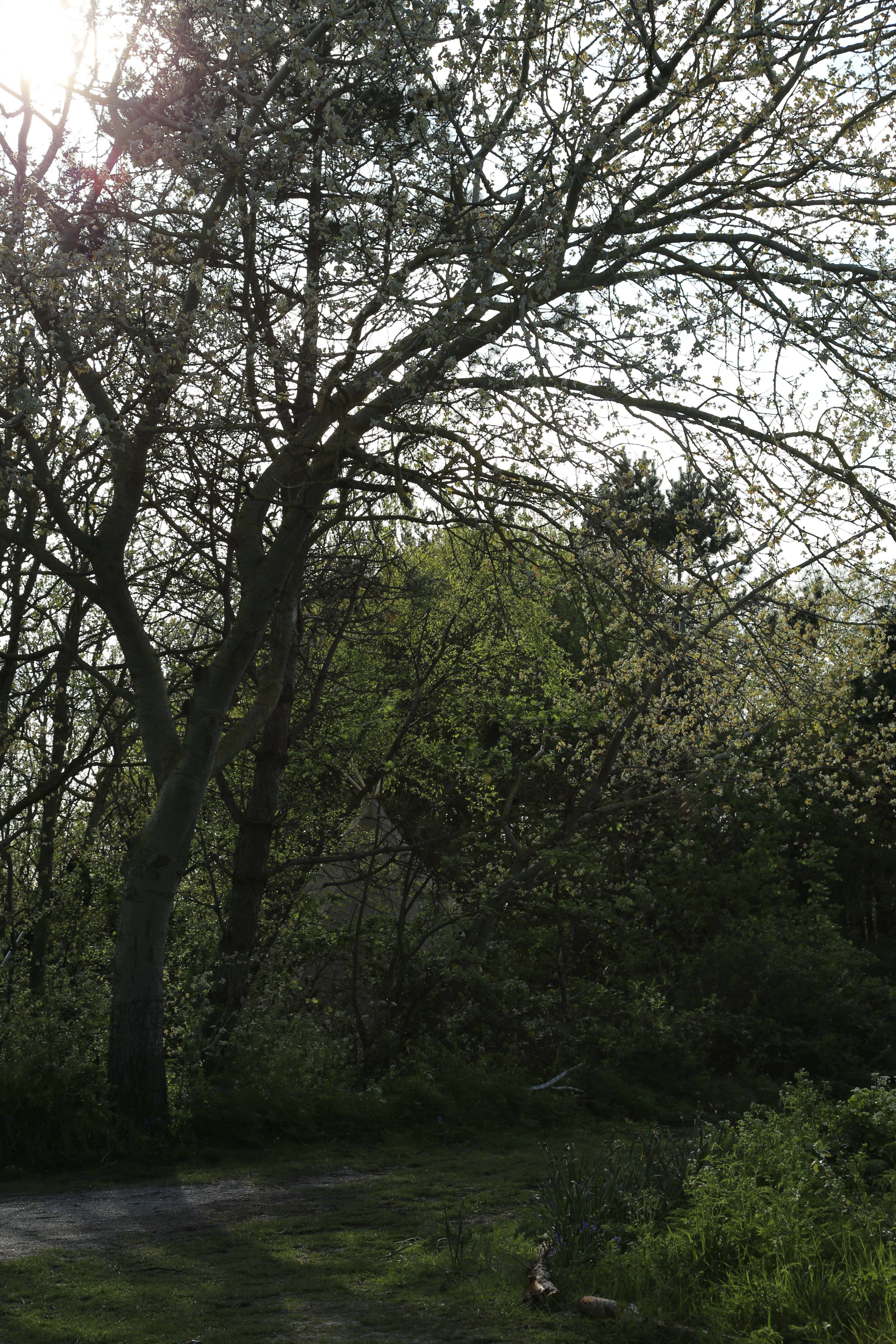 - image: 12
