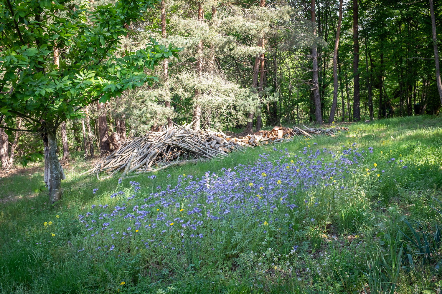 - image: 11