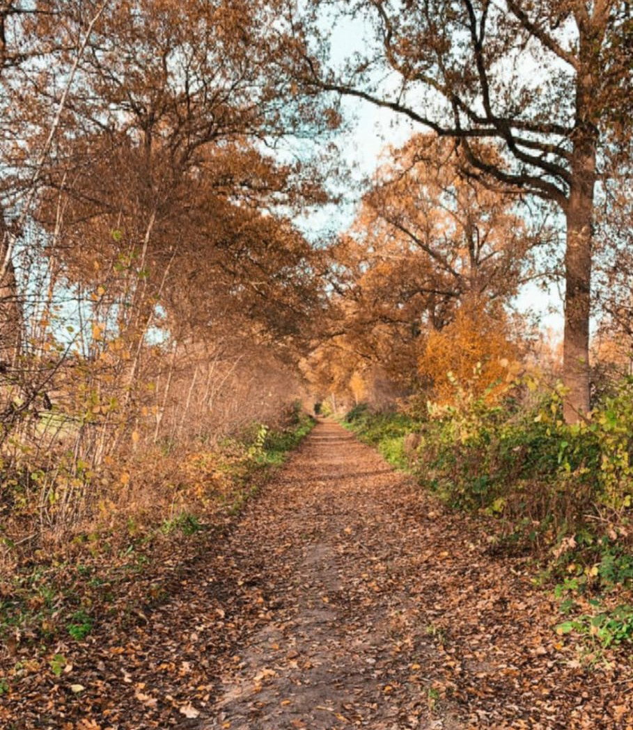 - image: 43