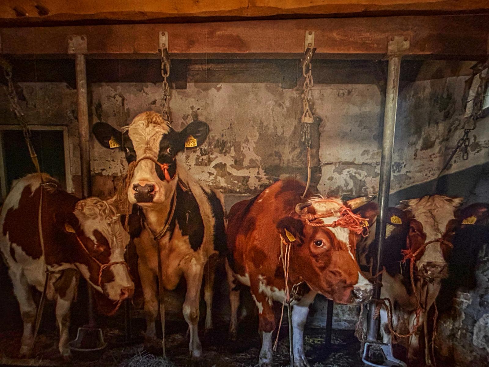 Natuurhuisje in Geesteren