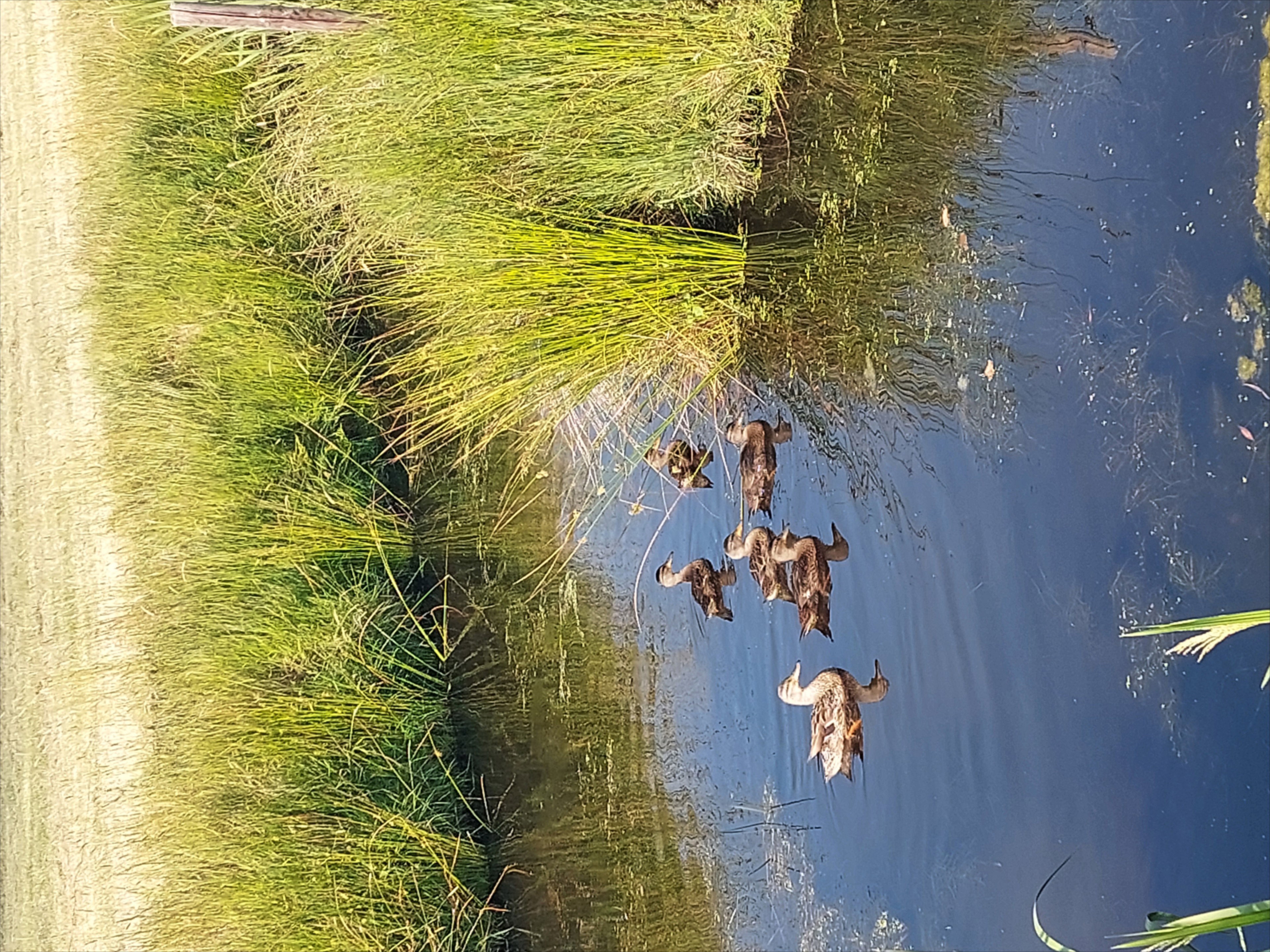 Naturhäuschen in Oudehaske