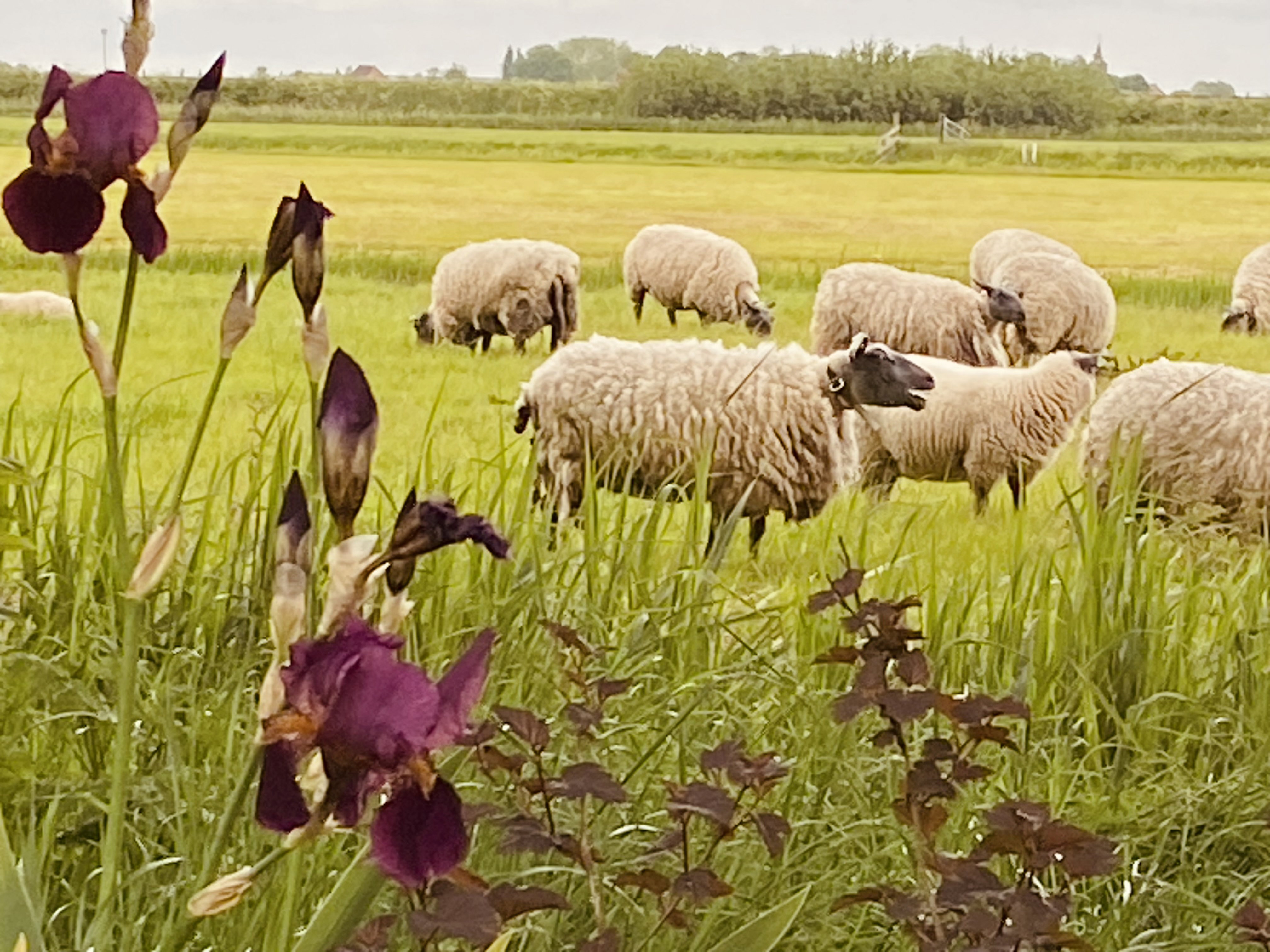 Natuurhuisje in Mantgum