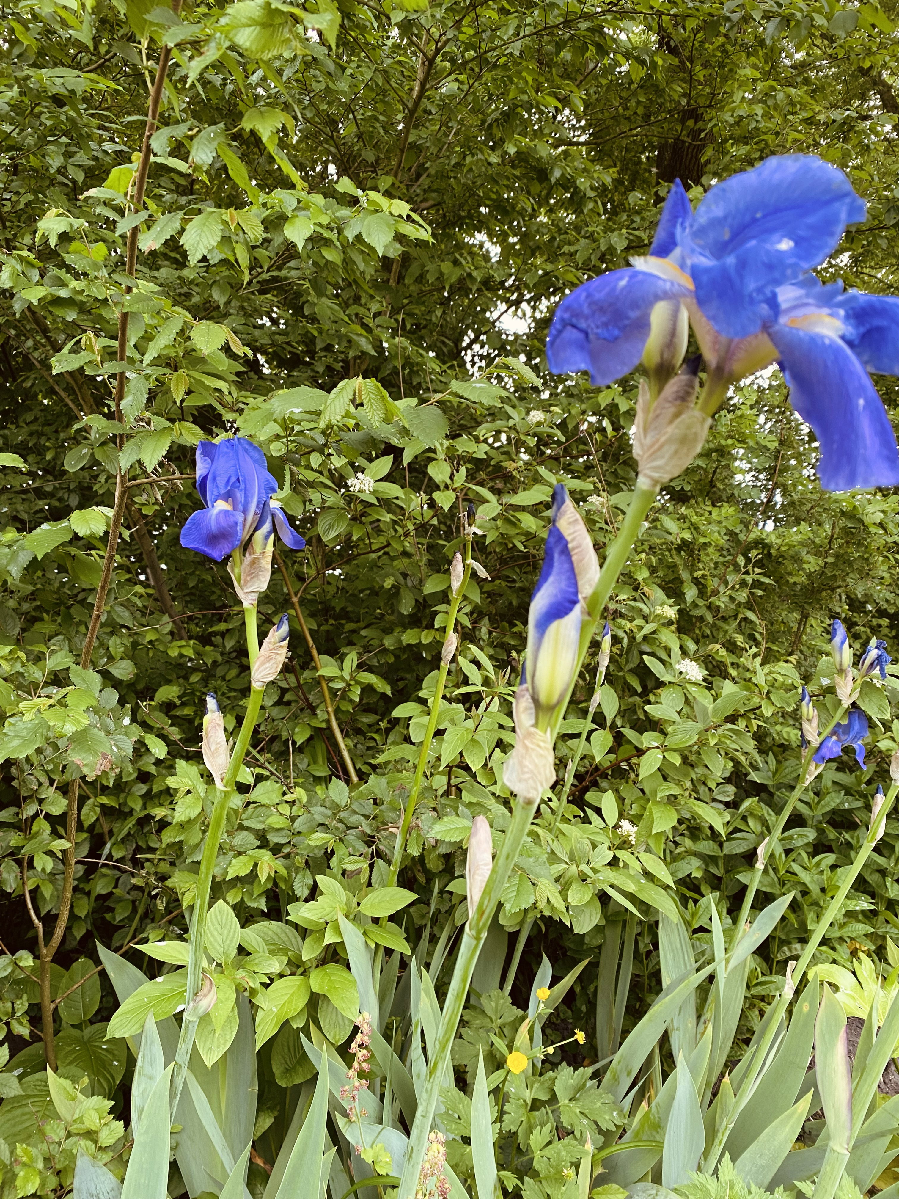 Natuurhuisje in Mantgum
