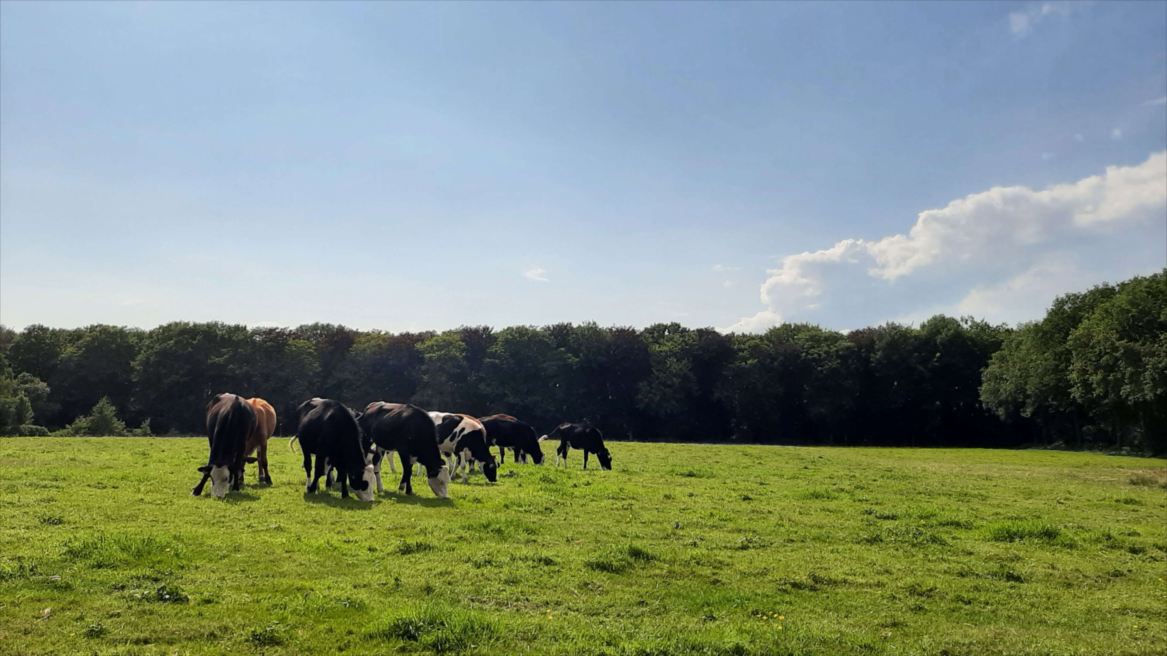 Natuurhuisje in Oosterwolde