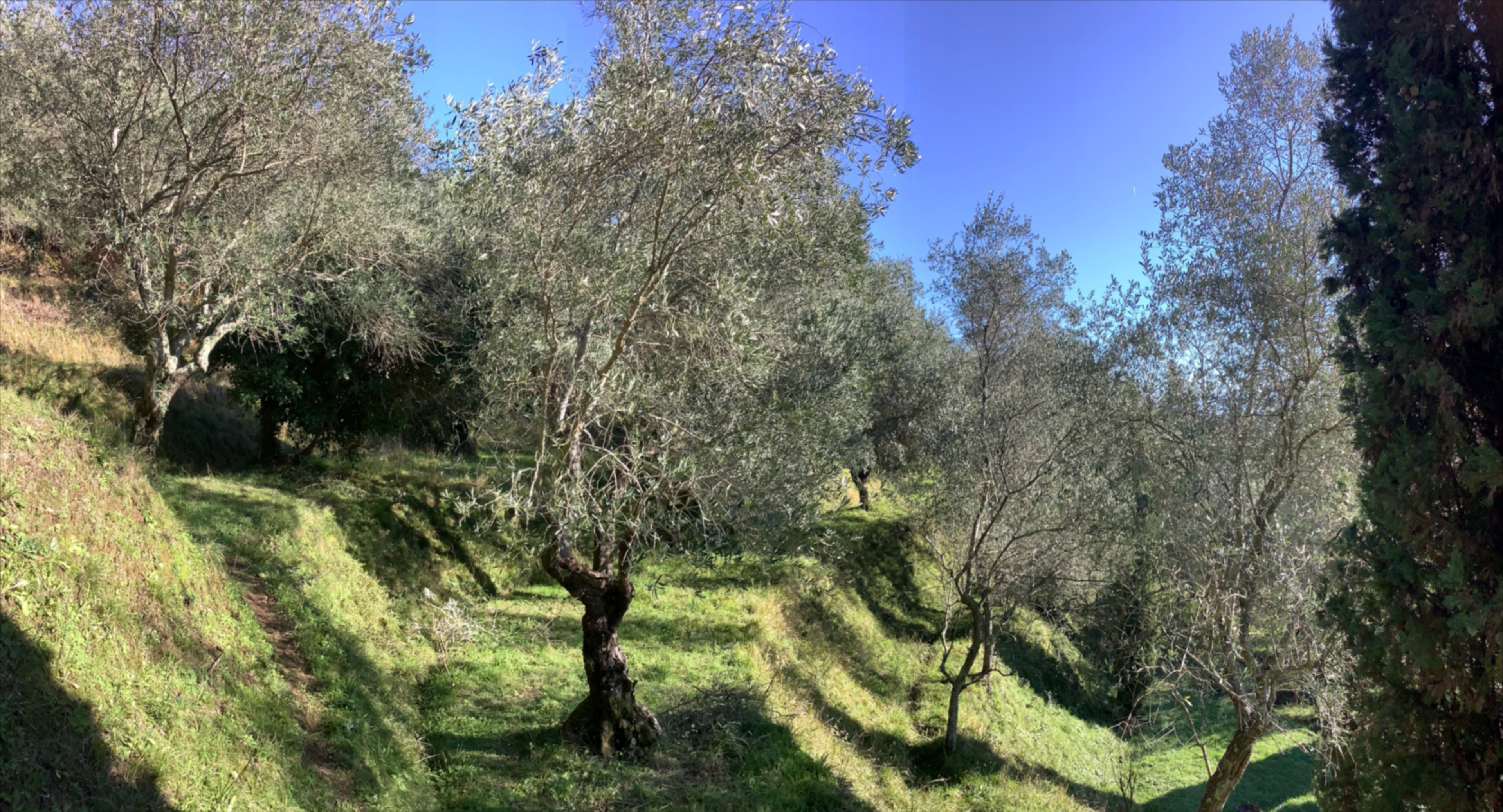 Natuurhuisje in Lucca