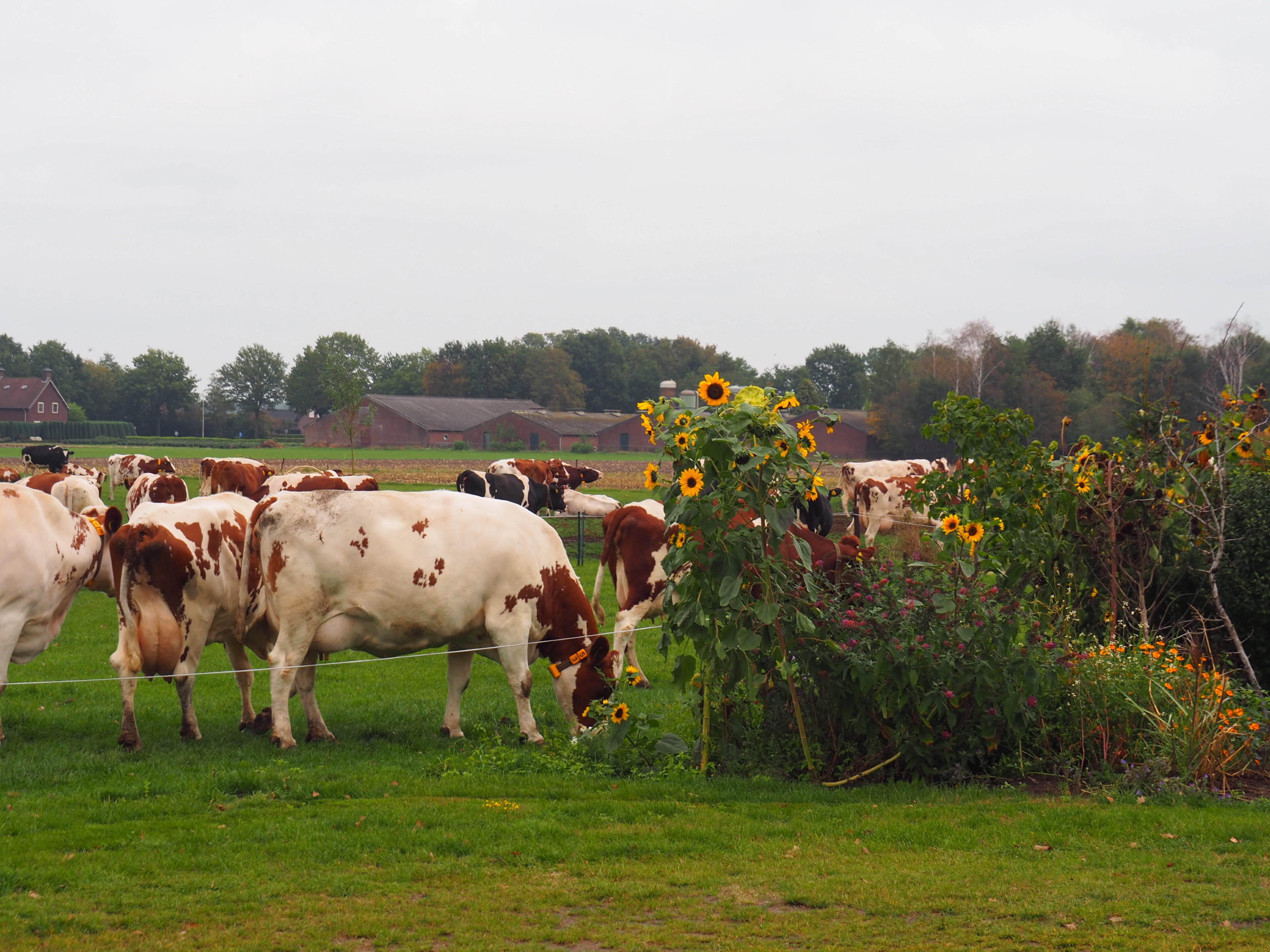 Maison nature à Deurne
