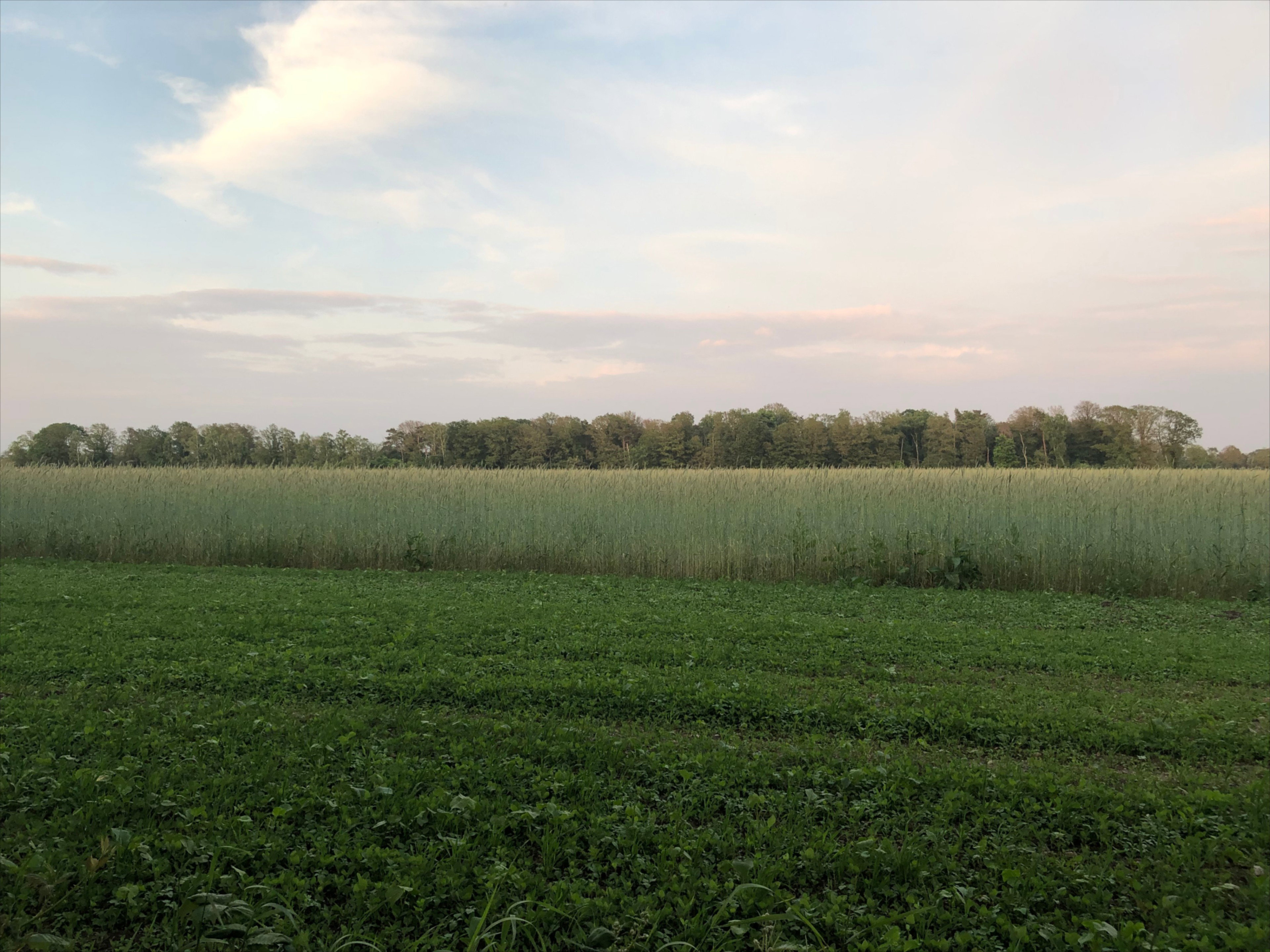 - image: 26