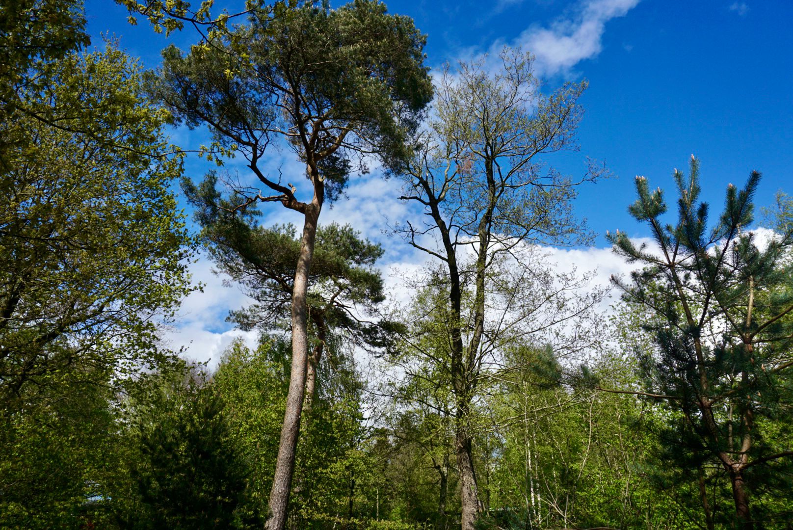 Naturhäuschen in Oosterwolde