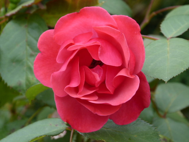 - image: 29