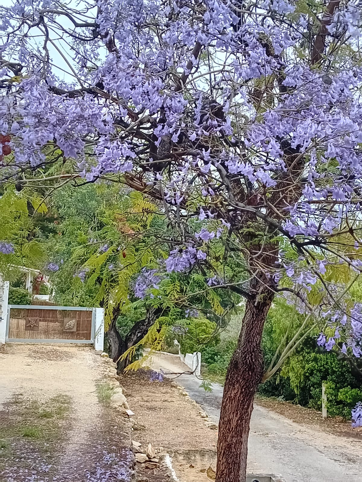 Natuurhuisje in Cala Advocat